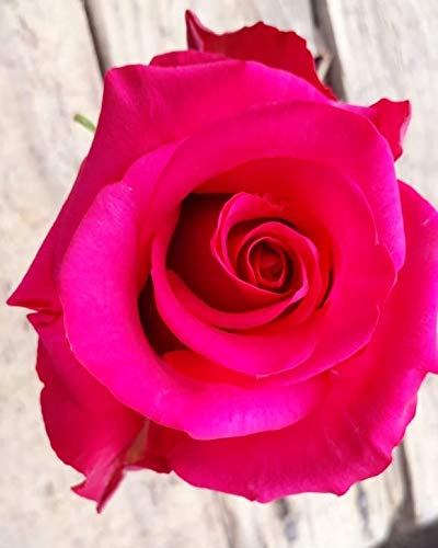 100 Fresh Cut Hot Pink Roses - Premium Dream Cut Flowers for Weddings, Anniversaries & Romantic Gifts