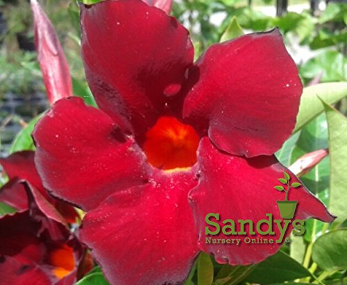 Mandevilla Tropical Plant - Crimson Red Flower in 3 Inch Pot for Garden, Patio & Indoor Decor | Easy-Care Blooming Vine for Trellis, Balcony & Landscaping