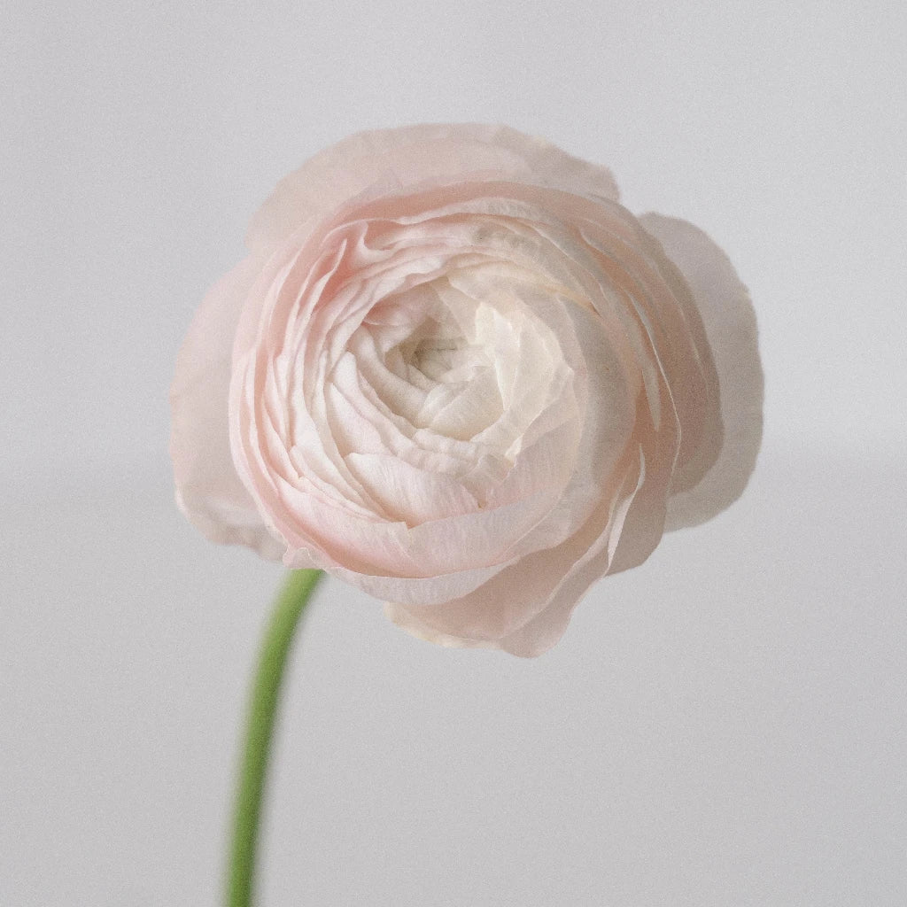 Blush Italian Cloony Ranunculus - Premium Artificial Silk Flowers for Wedding Bouquets, Home Decor & Floral Arrangements