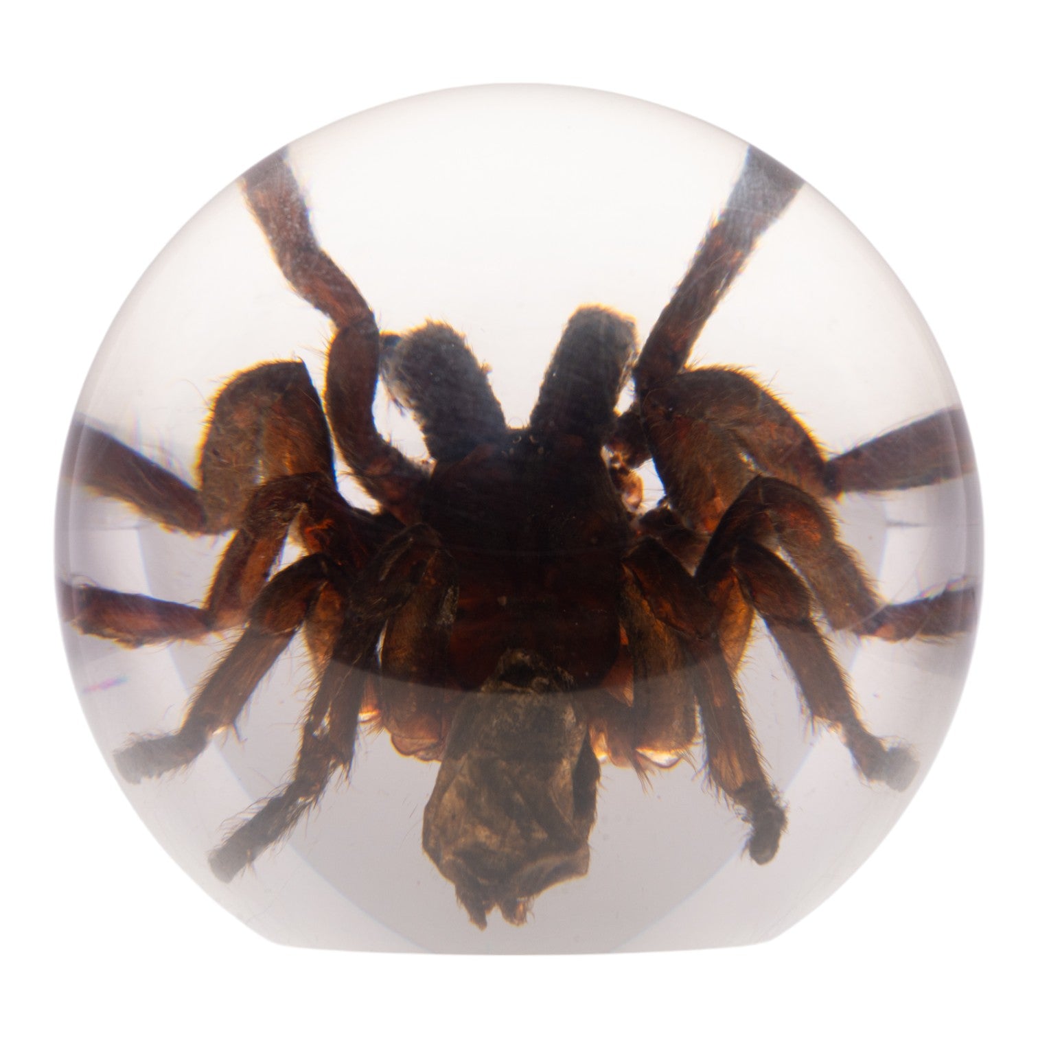 Real Tarantula in Acrylic Globe - Preserved Spider Specimen for Science Display, Home Decor & Halloween Collection - Perfect for Entomology Lovers, Gothic Decor & Unique Gift Ideas