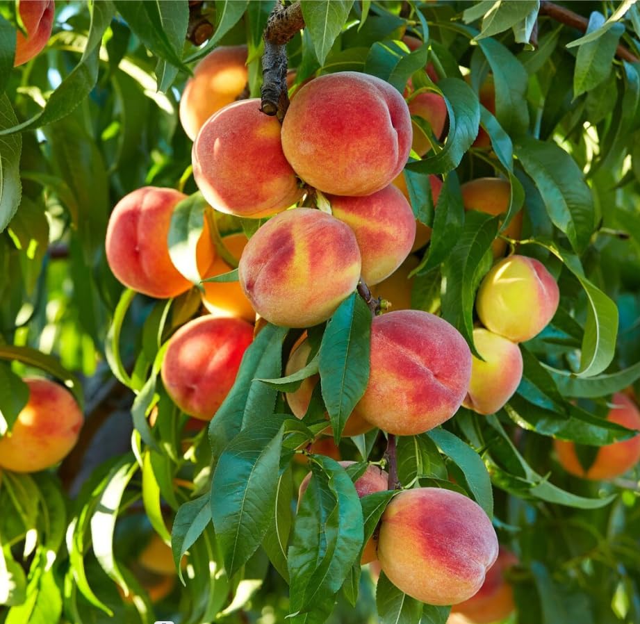5+ Nemaguard Peach Tree Seeds for Planting - Non-GMO Perennial Fruit Seeds for Outdoor Garden, Sweet & Tasty - Perfect Home Gardening Gift for Fruit Lovers (Great for Backyard Orchards & Urban Farming)