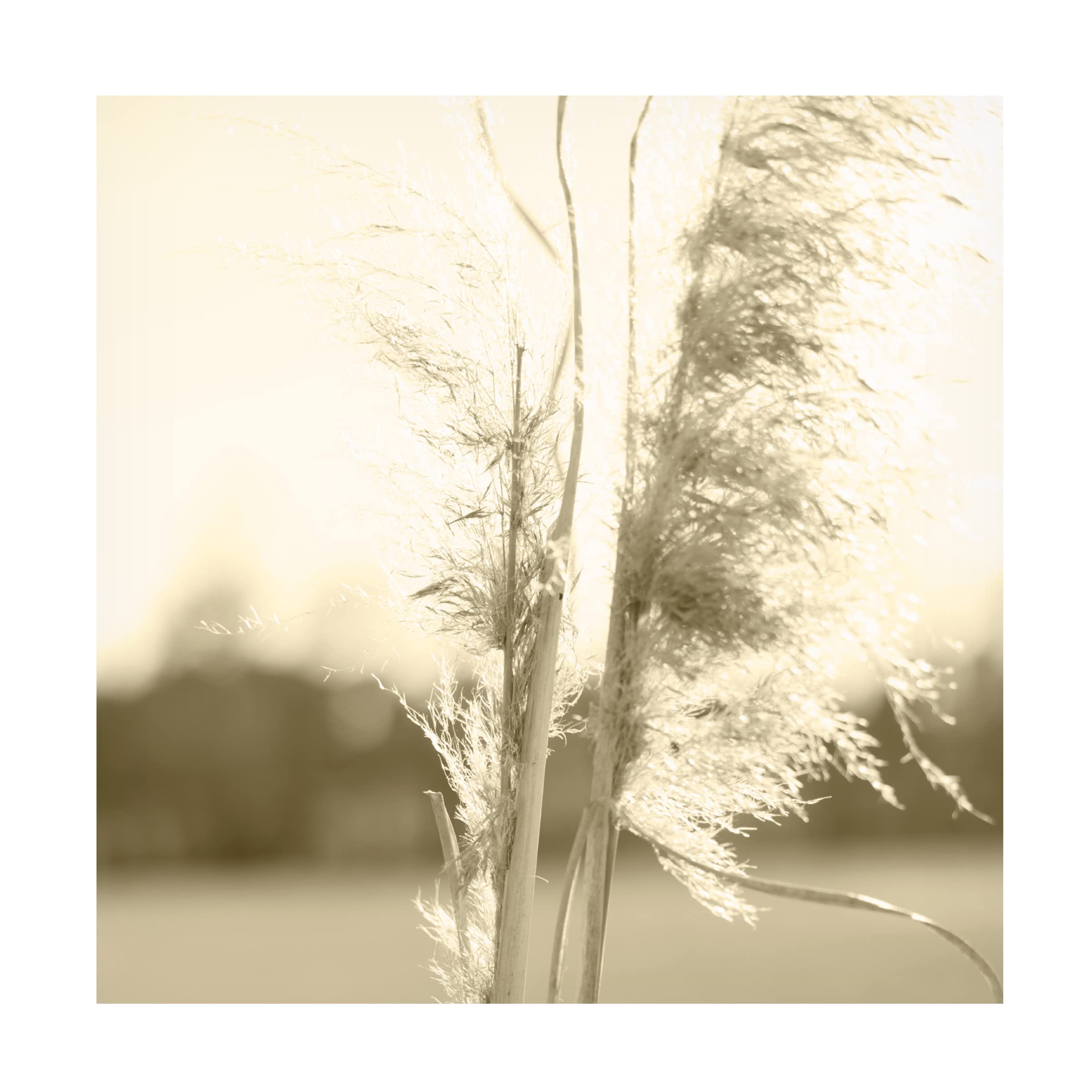 Trademark Fine Art 'Ethereal Pampas V' Canvas Wall Art Print by Jason Johnson - Modern Boho Home Decor for Living Room, Bedroom & Office