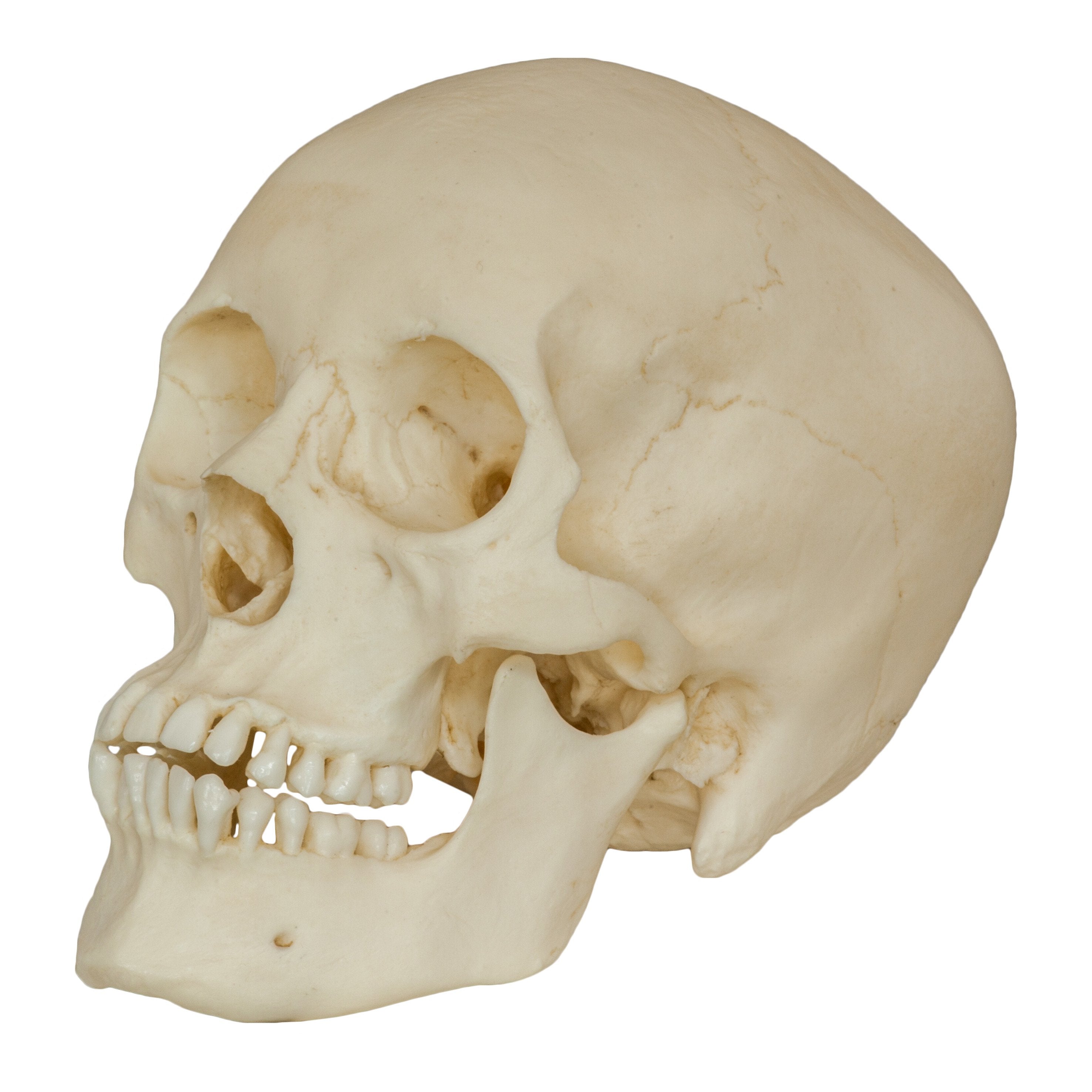 Authentic Replica Human Male Adolescent Skull - Anatomical Model for Medical Study, Halloween Decor & Science Education