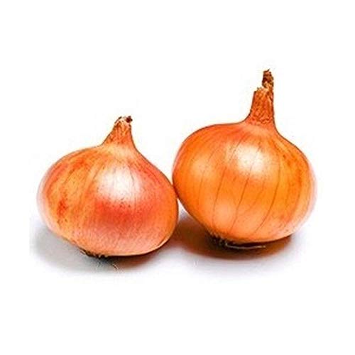 Dorata di Parma Golden Onion Seeds (50 Count) - Authentic Italian Heirloom Vegetable Seeds for Home Gardening - Perfect for Soups, Salads, and Italian Cuisine