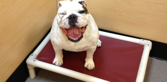 Durable Chew-Proof PVC Outdoor Dog Cot - Waterproof & Weather-Resistant Pet Bed for Large Dogs - Perfect for Camping, Backyard, and Kennel Use