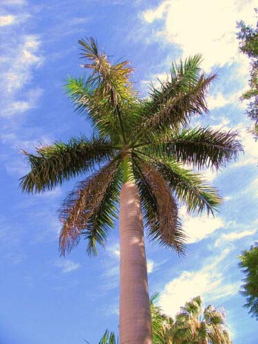 Roystonea Regia Cuban Royal Palm Tree Seeds - 100 Count - Tall Ornamental Palm Plant for Landscaping & Tropical Gardens - Perfect for Outdoor Decor, Backyard Privacy, and Poolside Planting