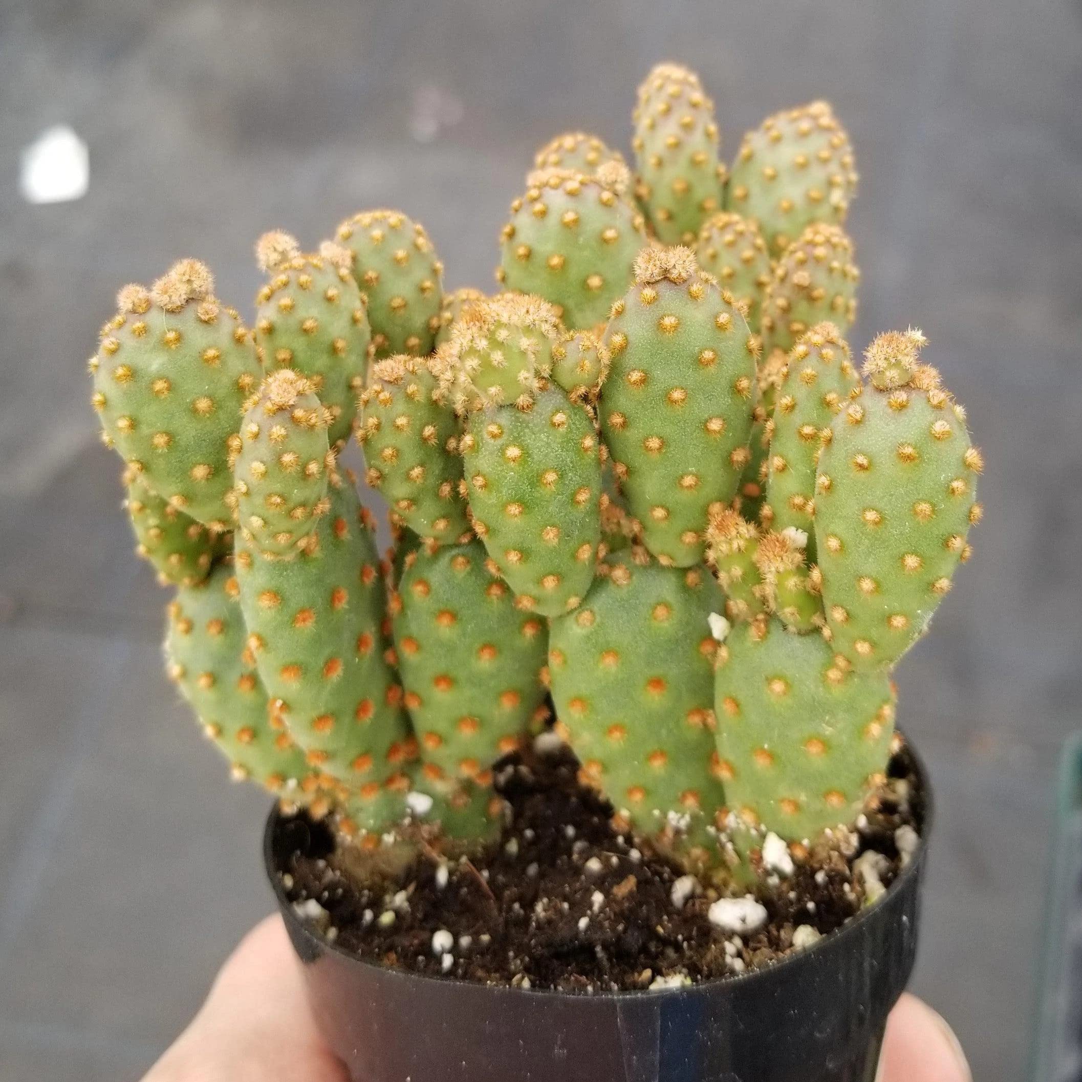 Opuntia Rufida Minima Monstrose Cactus - Rare Live Succulent Plant for Home Decor, Office Desk & Terrarium | Easy Care Indoor Cactus for Beginners