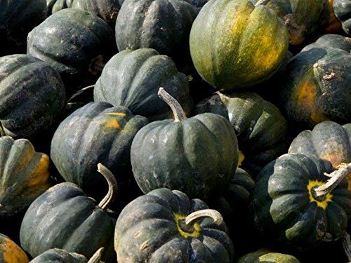 Table King Acorn Winter Squash Seeds - Pack of 200 Heirloom Non-GMO Bush Variety for Home Gardening | Perfect for Fall Harvest, Pumpkin Patches & Organic Vegetable Gardens
