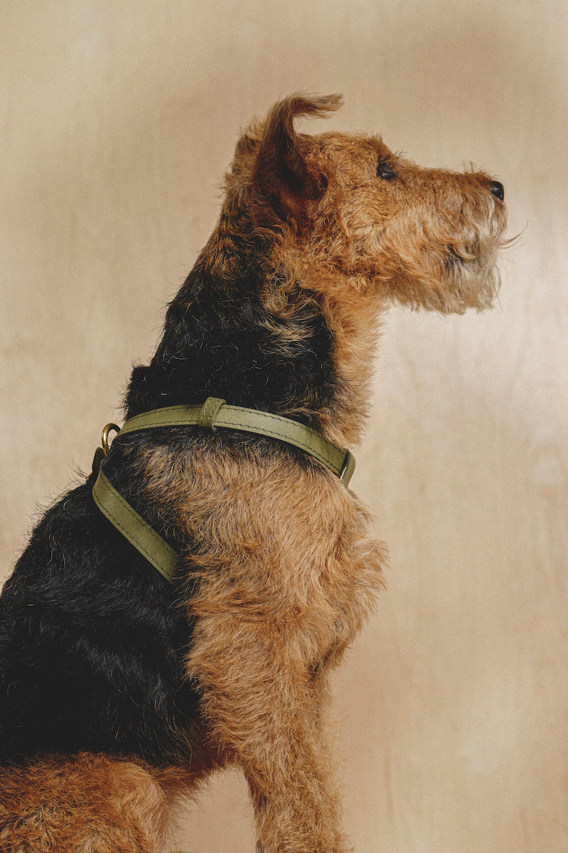 Premium Genuine Leather Dog Harness for Small to Medium Dogs - Adjustable & Durable Pet Walking Gear - Perfect for Daily Walks, Hiking & Outdoor Adventures