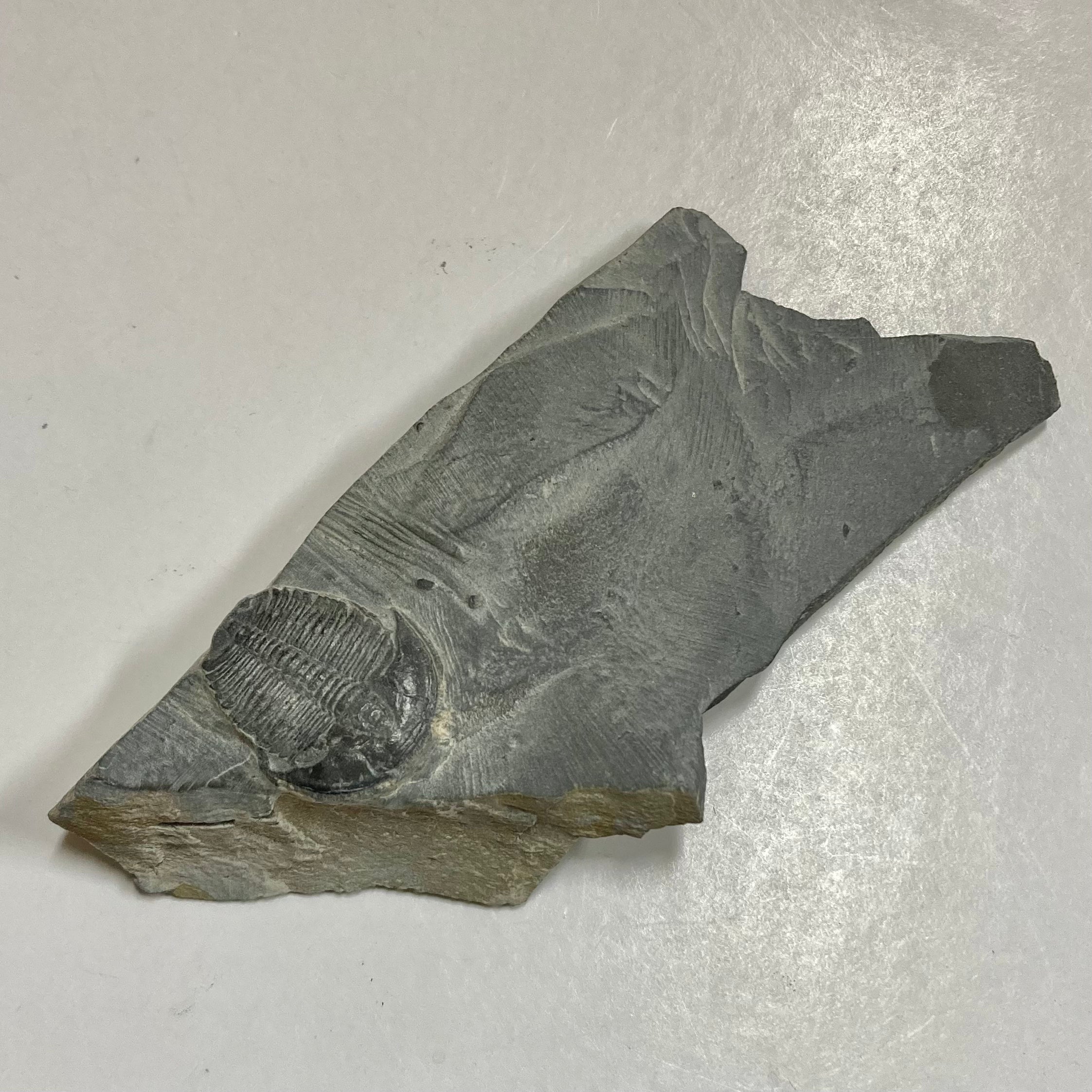 Elrathia Kingii Trilobite Fossil - Authentic Prehistoric Specimen for Collectors & Science Enthusiasts | Perfect for Home Decor, Education & Paleontology Displays
