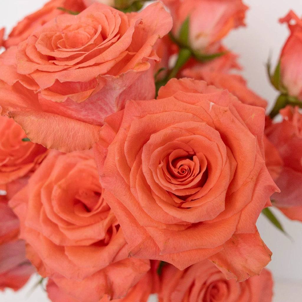 Hot Coral Pink Rose Bouquet - Fresh Cut Flowers for Wedding, Anniversary & Valentine's Day - Perfect Romantic Gift for Her