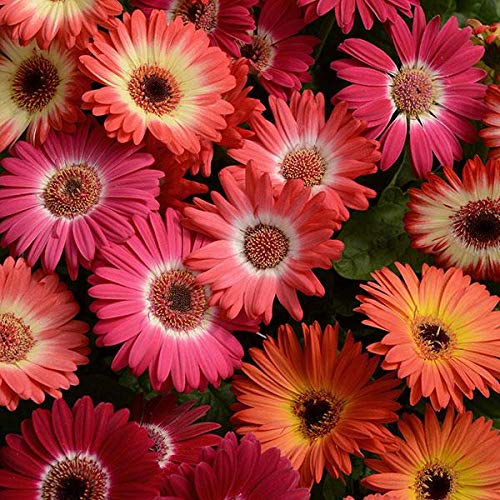 Bicolor Mix