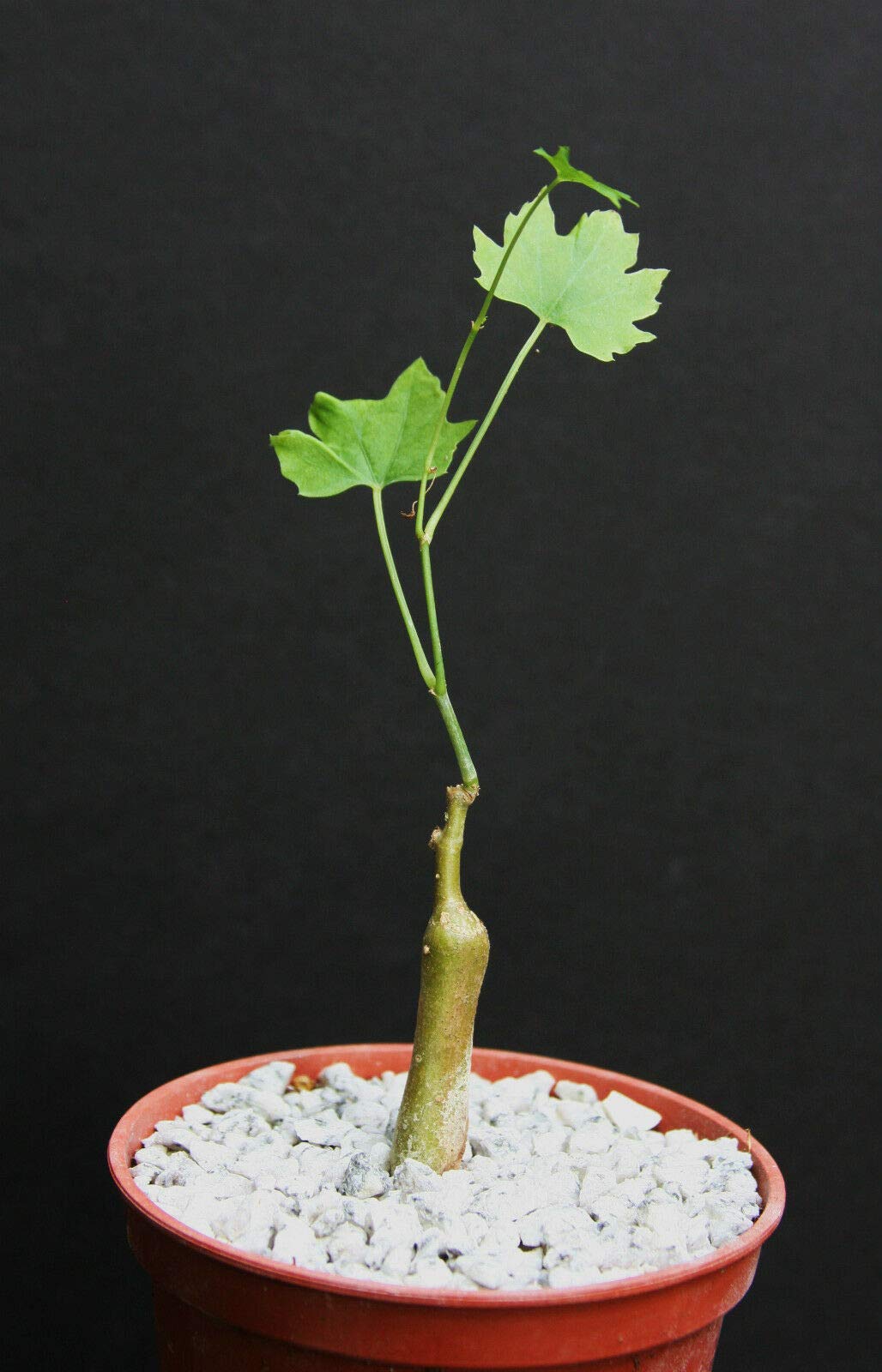 Exotic Rare Cissus Tuberosa (BTL) Caudex Bonsai Succulent Vine Cactus Plant - 4 Inch Pot - Perfect for Home Decor, Office Desk & Indoor Gardening Enthusiasts