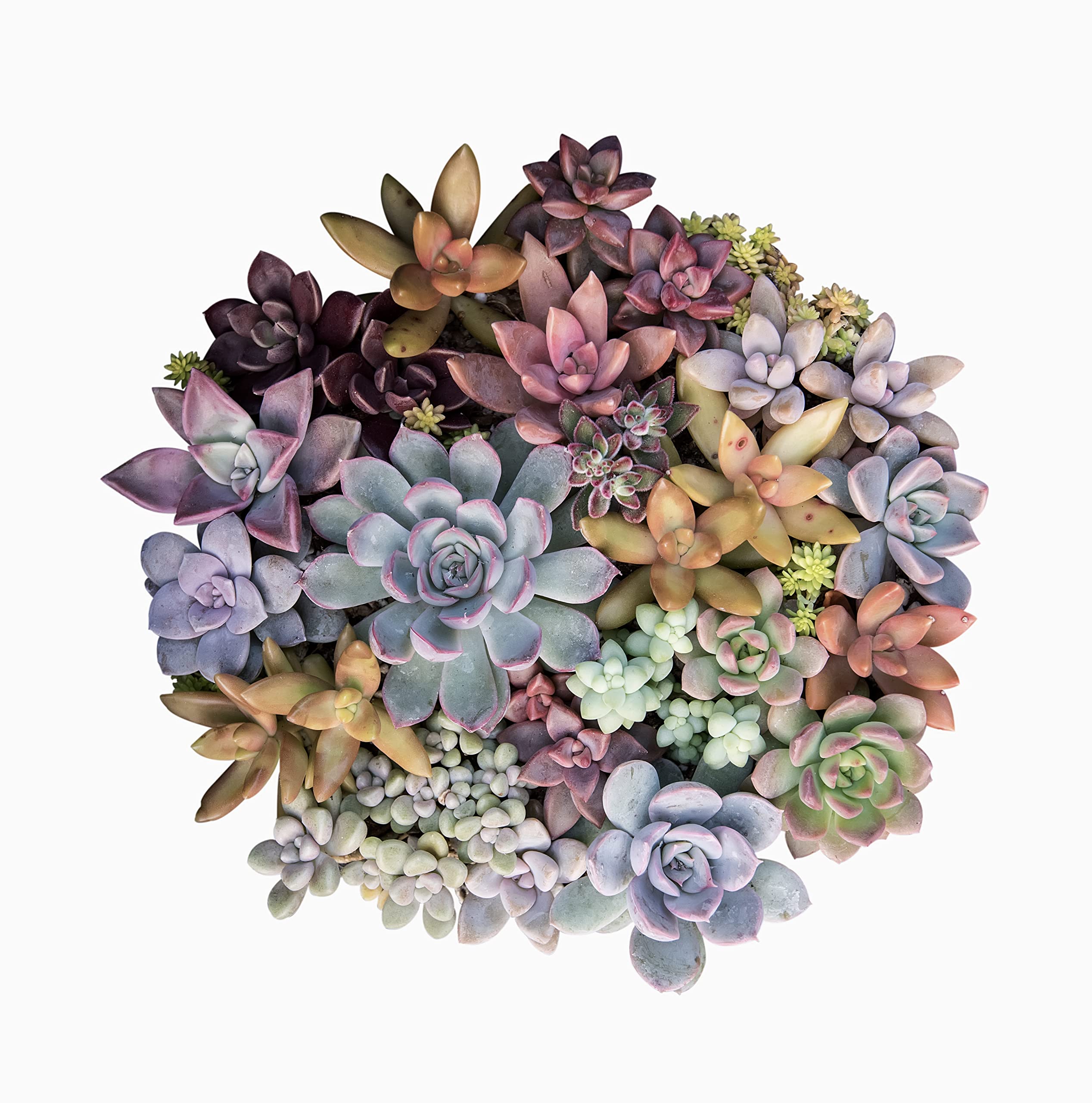 50 Pack Live Succulents Plants - Variety Indoor Houseplants in Nursery Pots | Bulk Succulent Collection for Home Decor, Office Desk, Wedding Favors & Gift Ideas