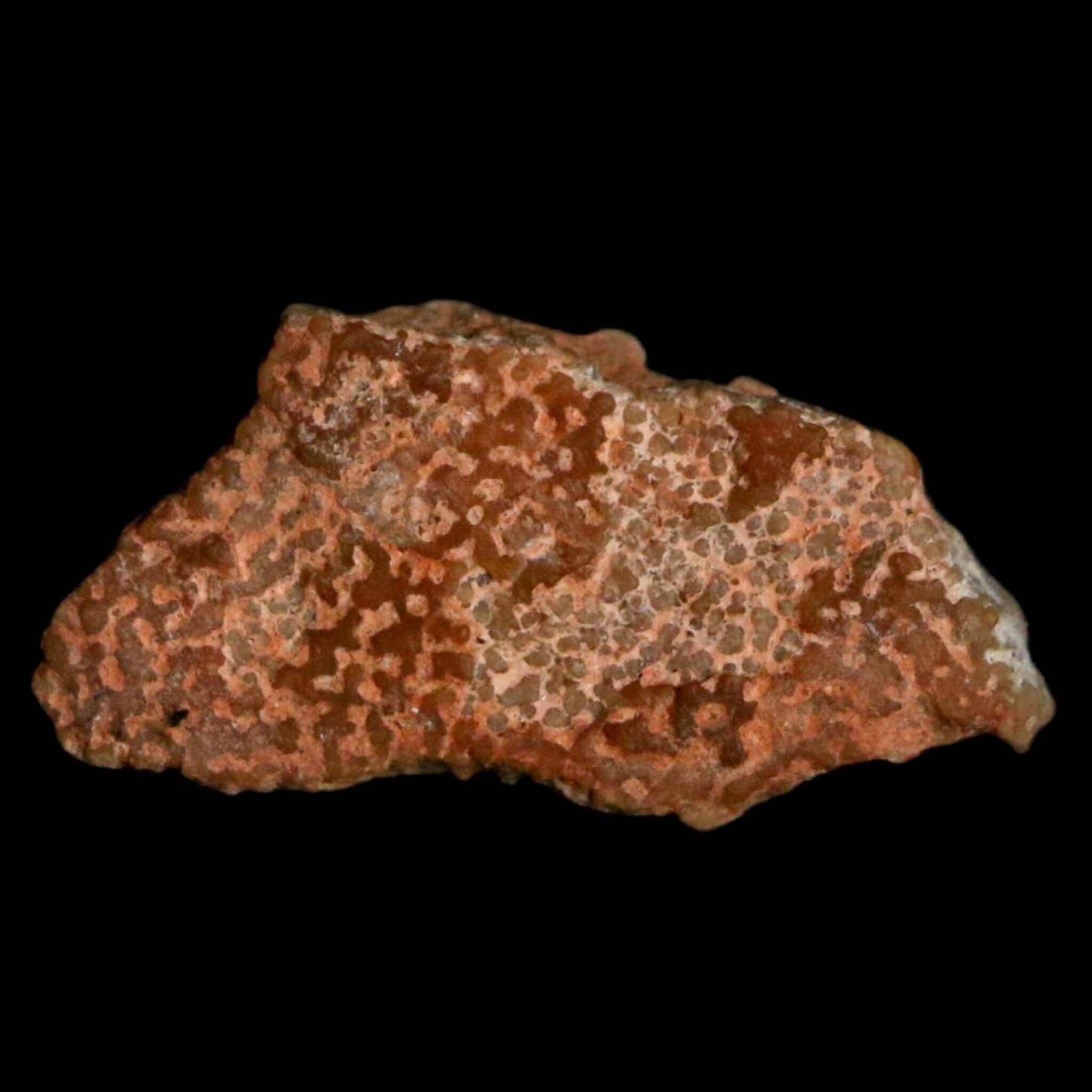 Authentic 0.6 Megaloolithus Titanosaur Dinosaur Fossil Egg Shell from Bouches-du-Rhône, France - Rare Collector's Item for Museum Display & Paleontology Enthusiasts | Perfect for Educational Exhibits, Home Decor, and Science Collections