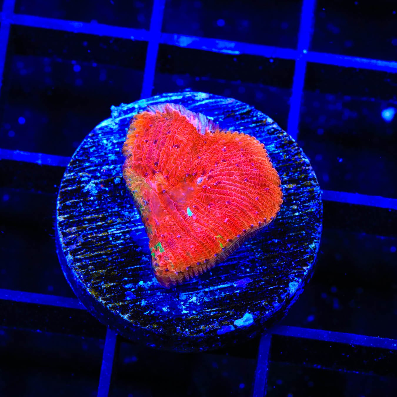 Diablo Diaseris Plate Coral for Saltwater Aquariums – Vibrant Coral for Reef Tanks & Marine Aquascaping