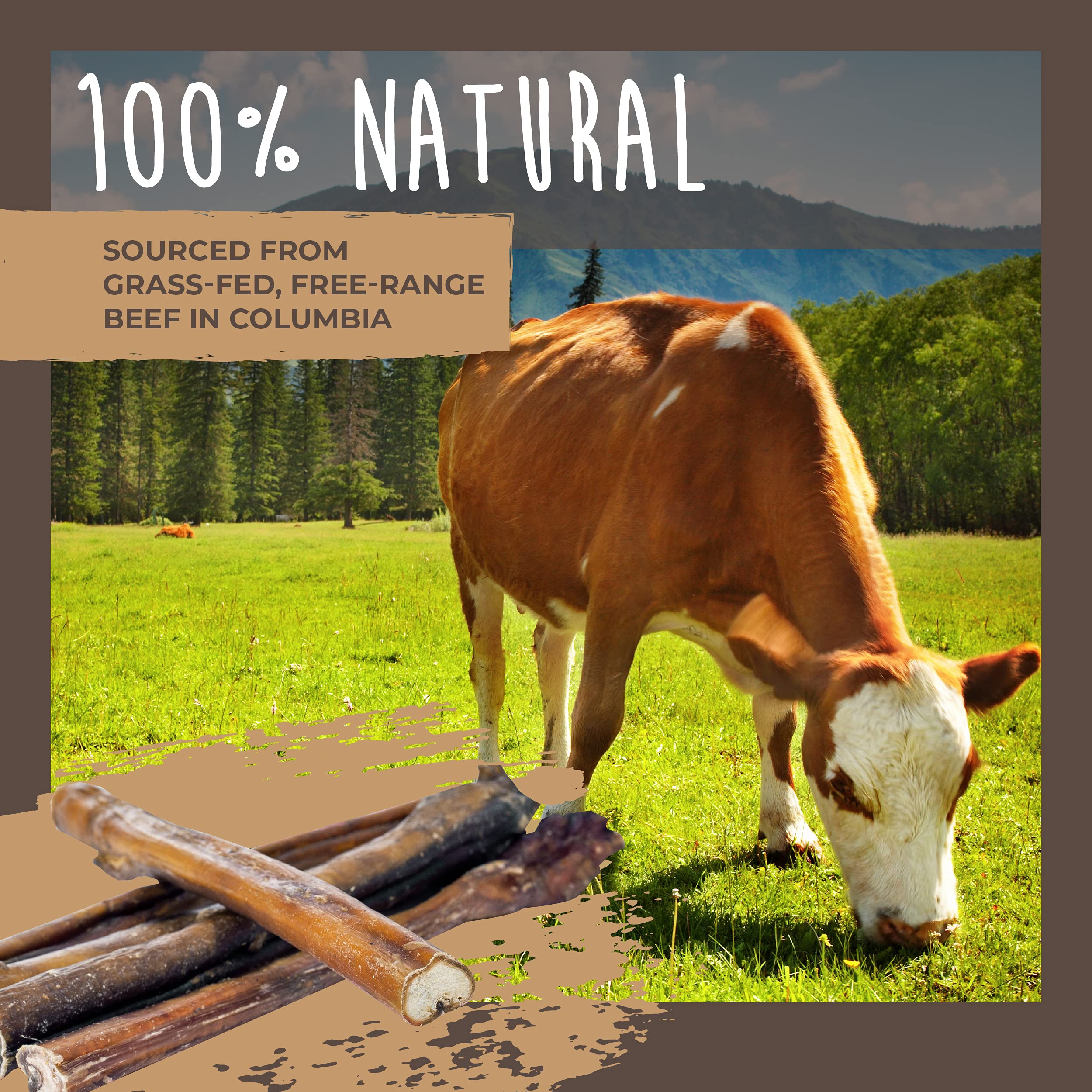 Premium Grass-Fed Beef Bully Sticks for Dogs - All-Natural, Low Odor Dog Chews for Small, Medium & Large Breeds (6 or 10 Pack) | Single Ingredient Dental Treats for Puppies & Adult Dogs - Perfect for Training, Teething & Long-Lasting Chewing Satisfaction