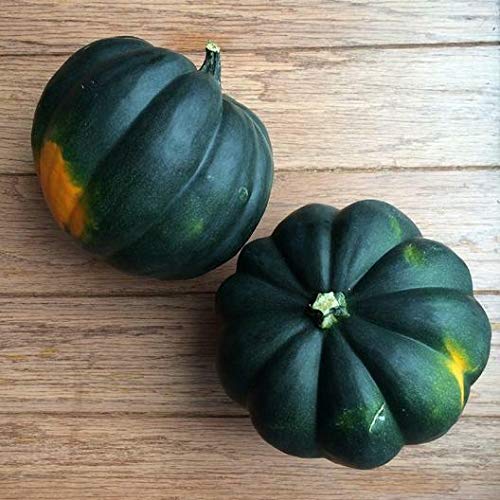Table King Acorn Winter Squash Seeds - 10-200 Heirloom Bush Variety, Sweet & Beautiful Bulk Pack (10 Seeds) | Perfect for Home Gardening, Fall Harvest & Organic Cooking