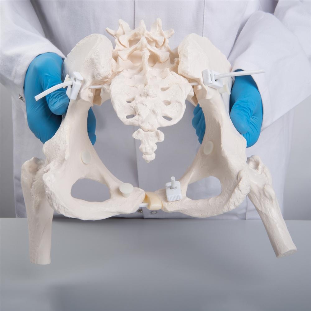 Flexible Female Pelvis Model with Femur Heads - Anatomical Study, Medical Training & Childbirth Education Tool