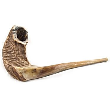 Authentic Kosher Ram's Horn Shofar - 22