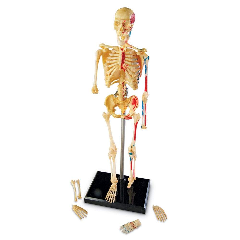 Life-Size Human Skeleton Model - Anatomically Accurate Medical Teaching Tool for Students & Doctors | Perfect for Classroom, Lab & Medical Office Use