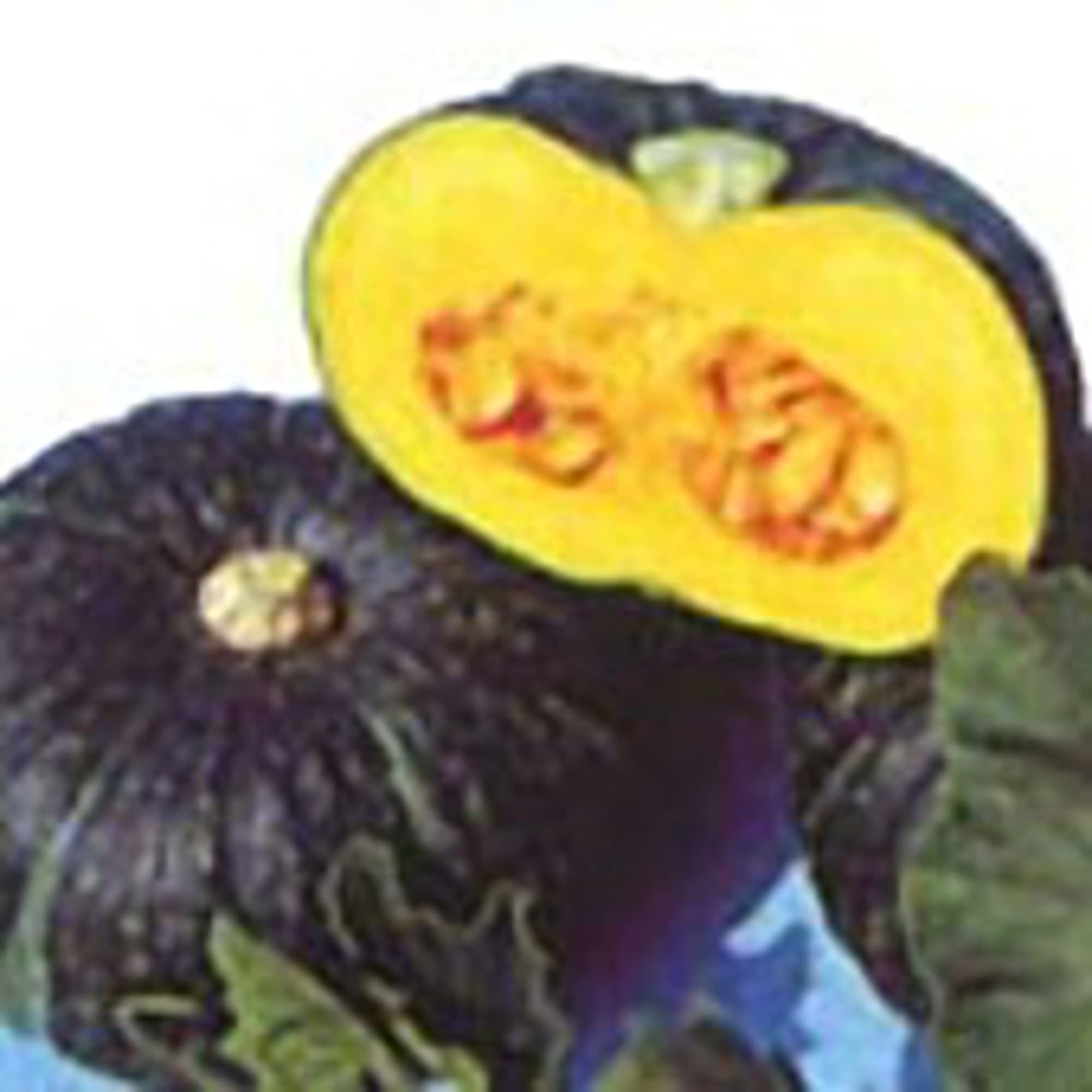 Organic Kabocha Squash Seeds (20+ Seeds) - Non-GMO Heirloom Pumpkin Seeds for Planting | Home Garden, Greenhouse & Container Gardening | Perfect for Fall Harvest & Healthy Recipes
