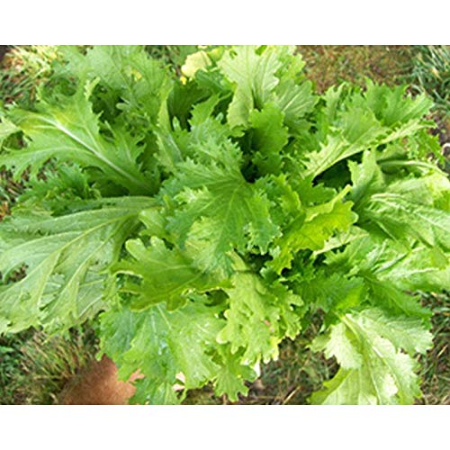 Old Fashioned Mustard Greens Seeds (50 Count) - Heirloom Non-GMO Vegetable Seeds for Home Gardening | Perfect for Salads, Stir-Fries, and Southern Cooking