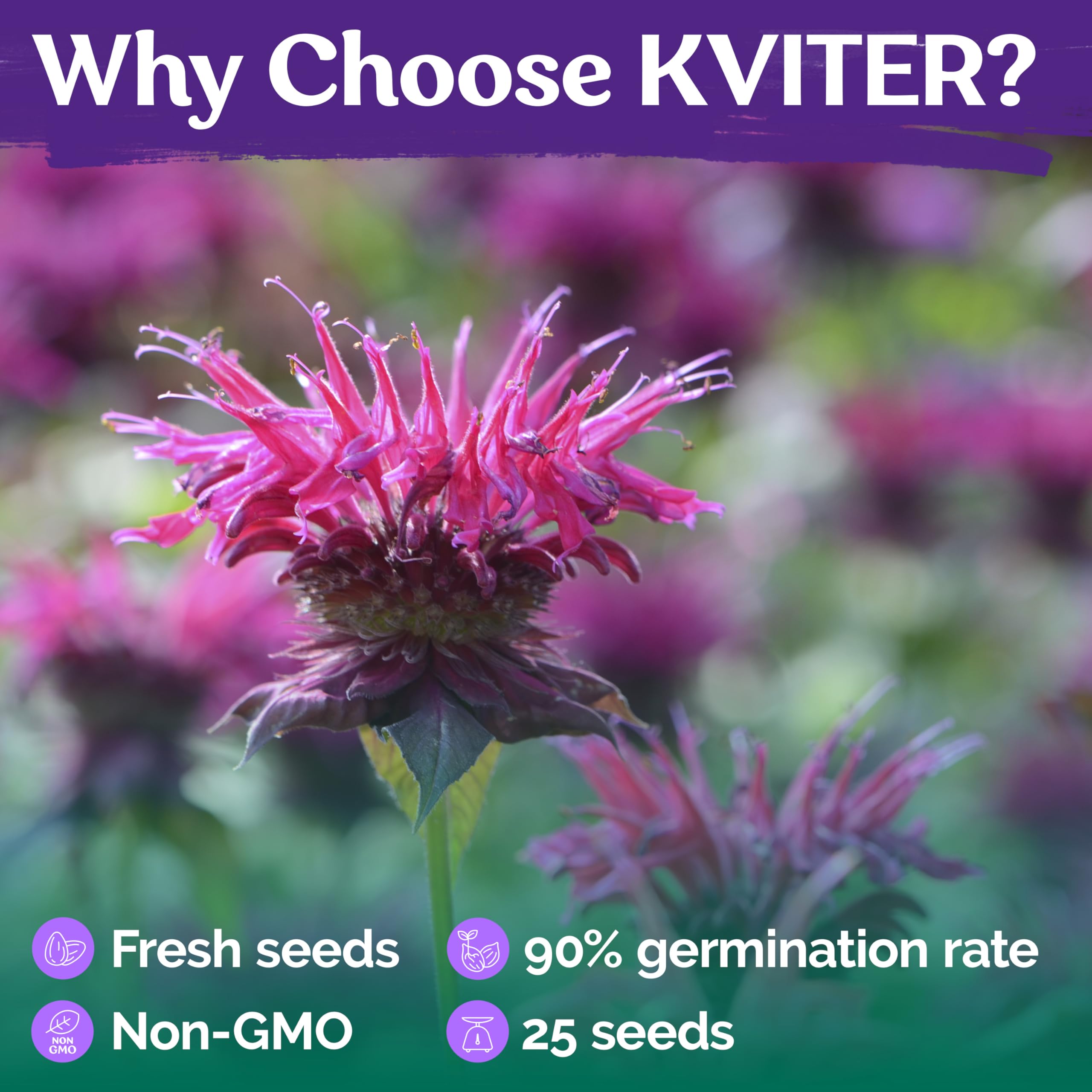 KVITER 25 Lemon Mint Bee Balm Seeds Mix (Monarda Citriodora) – Wild Bergamot & Horsemint Heirloom Seeds – Native Wildflower Seeds for Outdoor Garden & Container Planting – Attracts Pollinators & Enhances Landscapes