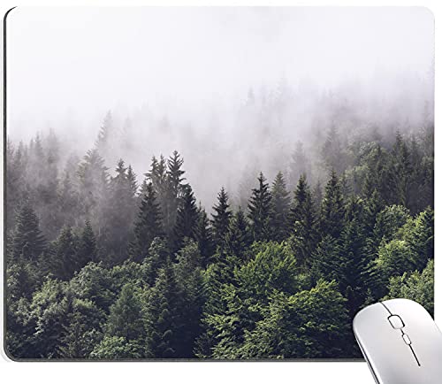 Misty forest