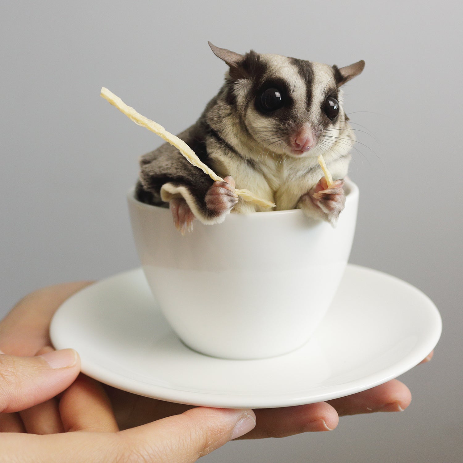Premium Sugar Glider Treat Bundle - Natural Snacks for Small Pets - Perfect for Bonding, Training & Enrichment Activities