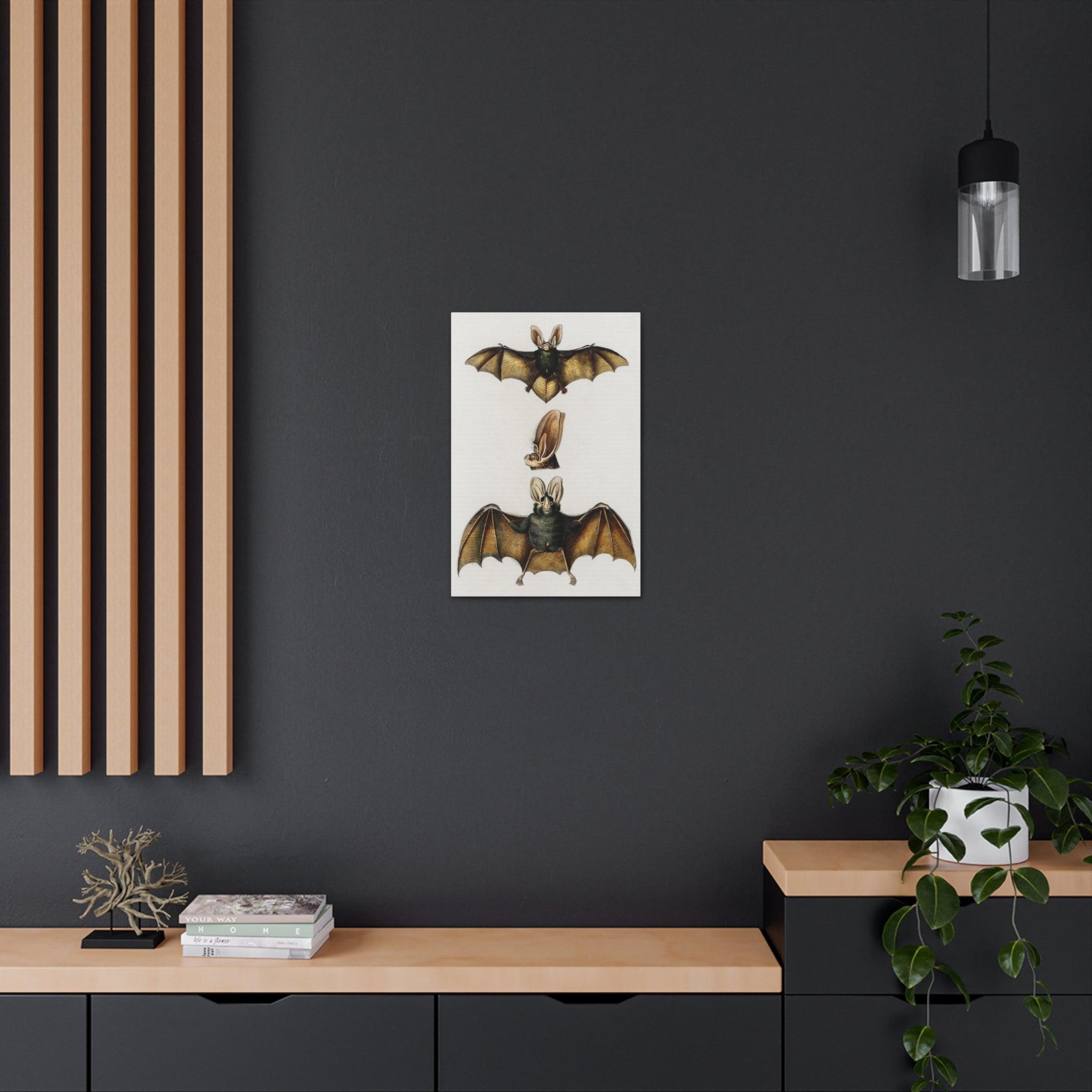 Plecotus Bat Art Print by Charles Dessalines - Stunning Canvas Wall Decor for Home, Office & Gifts | Wildlife Illustration | Nature-Inspired Decor