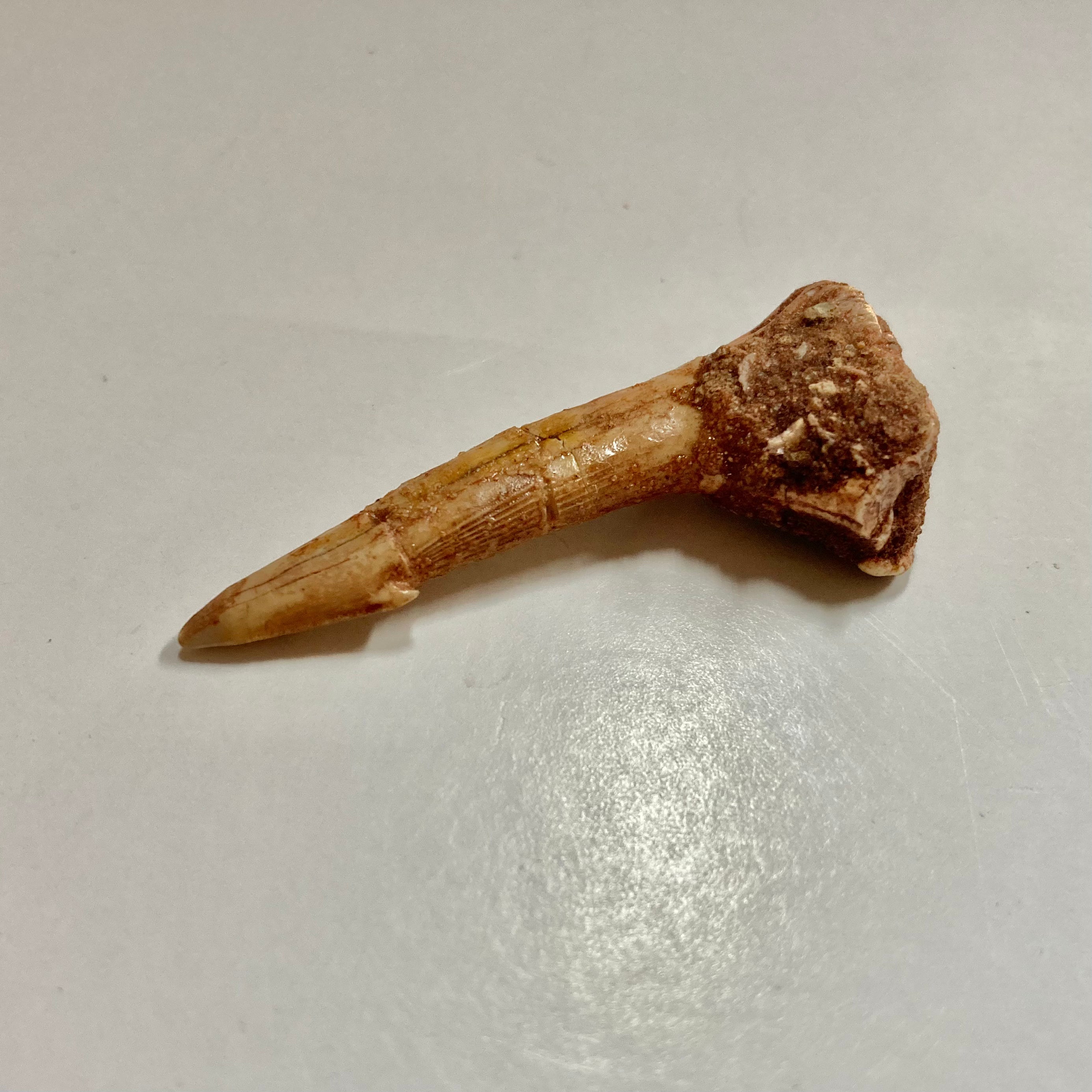 Sawfish Rostral Tooth - Genuine Fossilized Sawfish Tooth for Collectors, Jewelry Making & Educational Use | Perfect for DIY Crafts, Science Projects & Unique Gifts