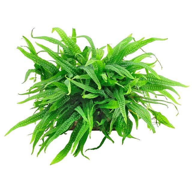 TCulture Microsorum Pteropus Philippine Mini (Pot) - Live Aquatic Fern for Freshwater Aquariums, Fish Tanks & Terrariums - Perfect for Aquascaping & Low Light Environments