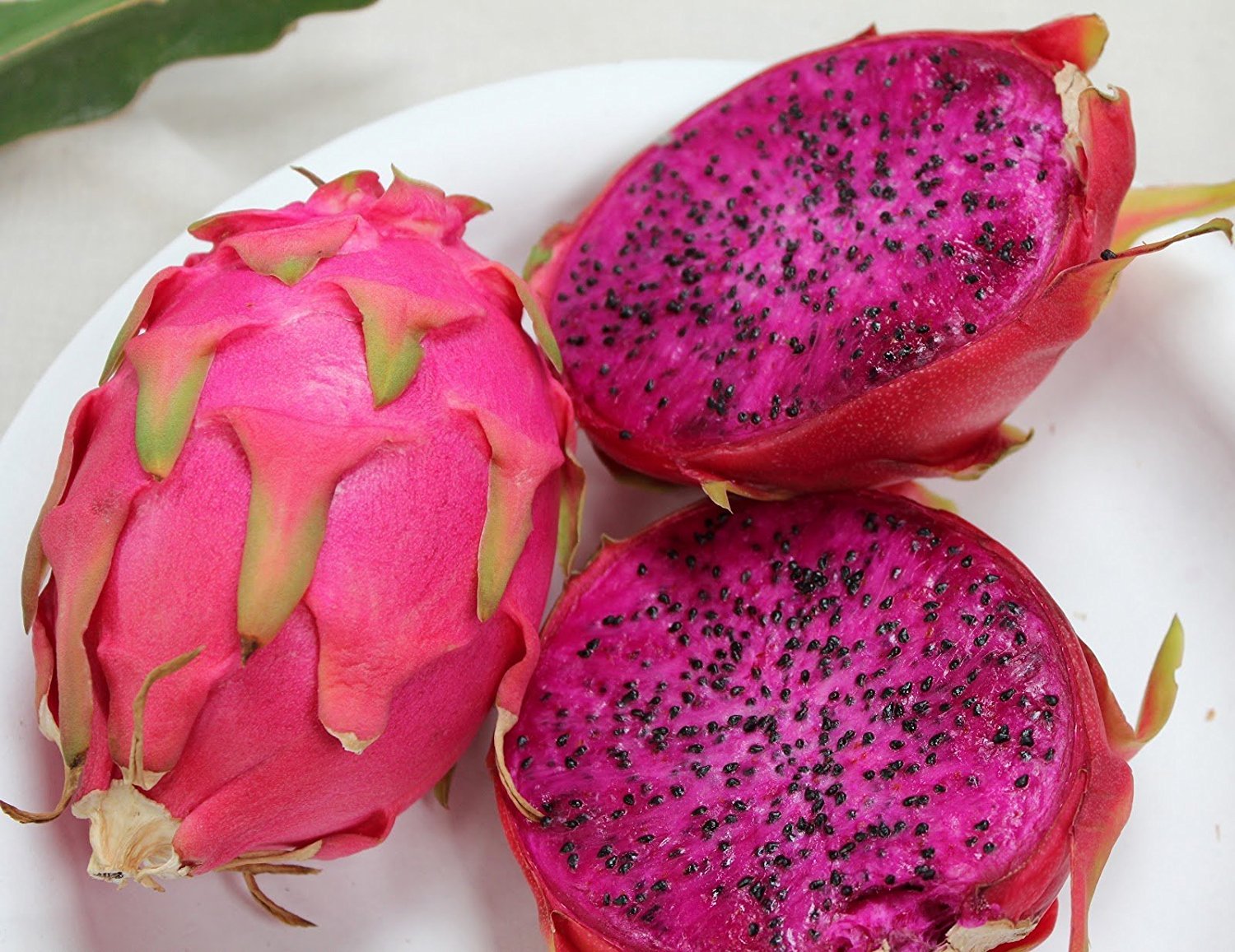 20 Purple Dragon Fruit Seeds (Pitaya/Pitahaya/Strawberry Pear) - Hylocereus Undatus Cactus for Home Garden Planting - Grow Exotic Tropical Fruits in Your Backyard