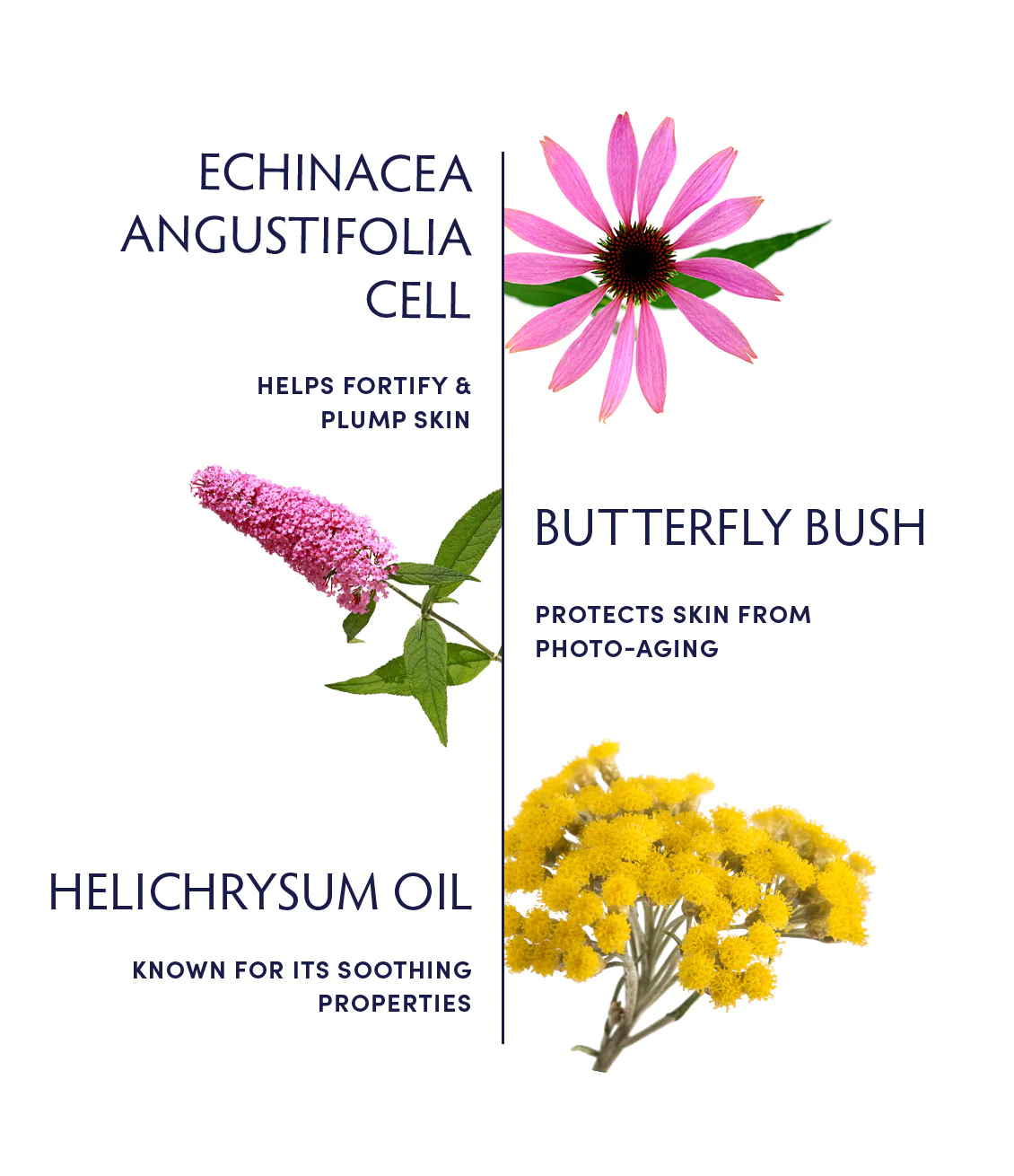 Naturopathica Plant Stem Cell Booster Serum for Face - Anti-Aging, Wrinkle Reduction & Skin Renewal | Perfect for Daily Skincare Routine & Nighttime Regimen