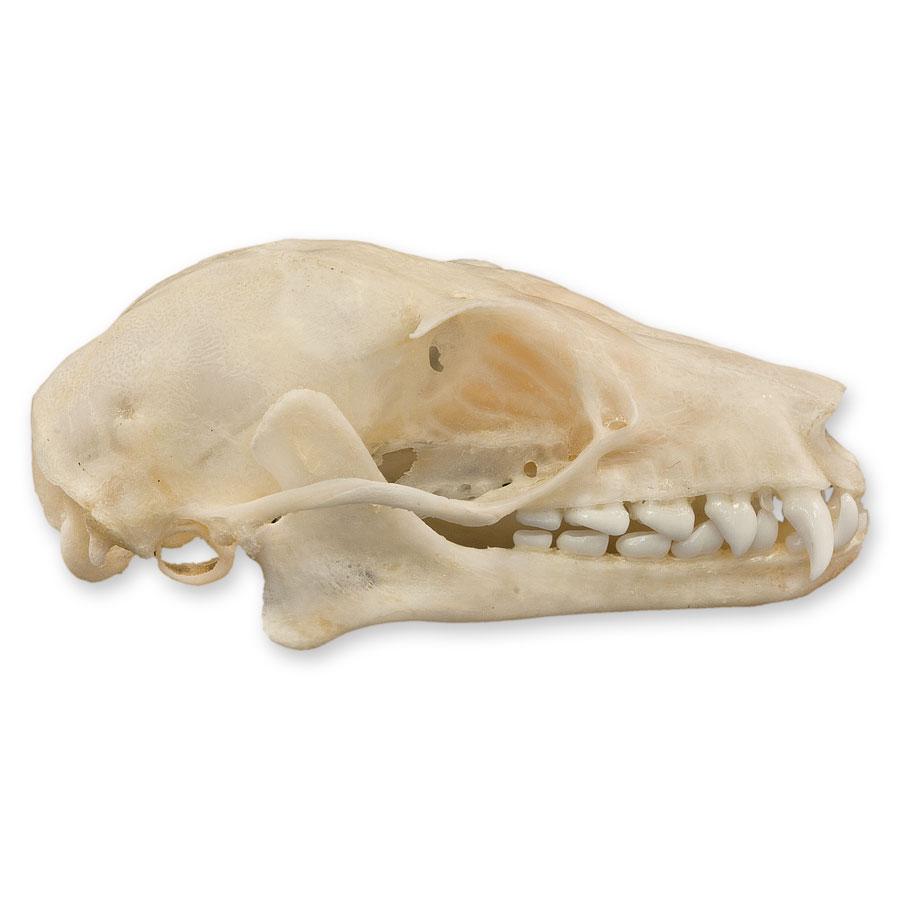 Authentic Leschenault's Rousette Fruit Bat Skull Specimen - Rare Collectible for Science Education, Gothic Decor & Halloween Display