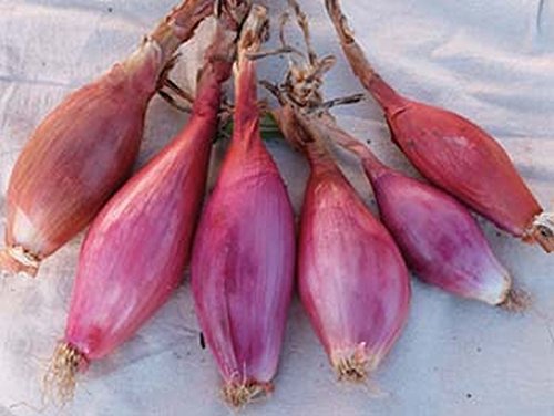 Tropeana Lunga Onion Seeds - Long Torpedo Shaped Rose Colored Sweet Onions (100 Seeds) - Perfect for Italian Cuisine, Salads, and Gourmet Cooking