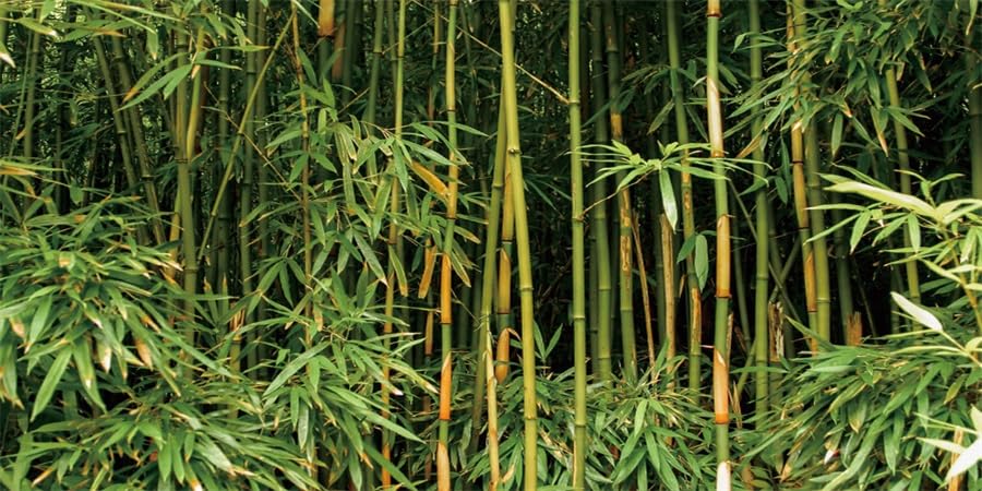 YongFoto 48x18 Inch Reptile Terrarium Background - Bamboo Forest Nature Scenery for Bearded Dragon Habitat, Fish Tank & Aquarium Backdrop | Perfect for Reptile Enclosures, Vivariums and Aquatic Displays