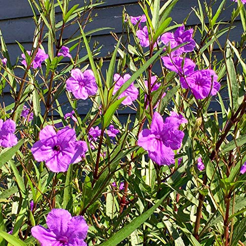 6 Mexican Petunia Plants - Ruellia Brittoniana Purple Flowering Perennial | Well-Rooted Live Ornamental Plants for Garden Borders, Landscaping & Container Gardening