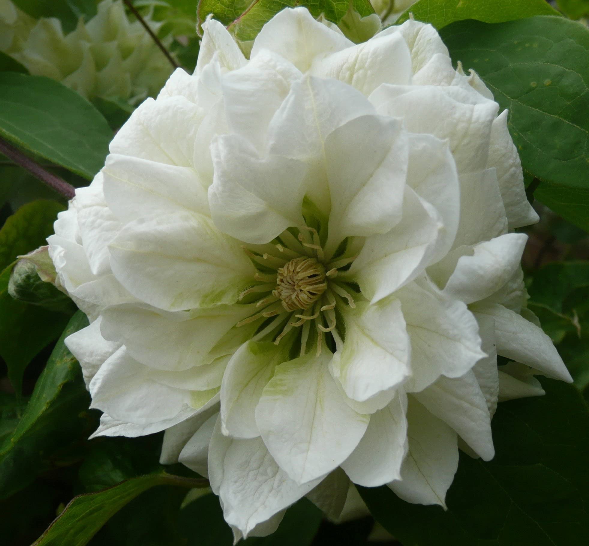 Clematis 'Duchess of Edinburgh' - 5 Live Starter Plants in 4 Inch Pots - White Blooming Flower Vine for Garden Trellis, Fence & Landscape Decoration - Perfect for Pergolas, Arbors and Vertical Gardens