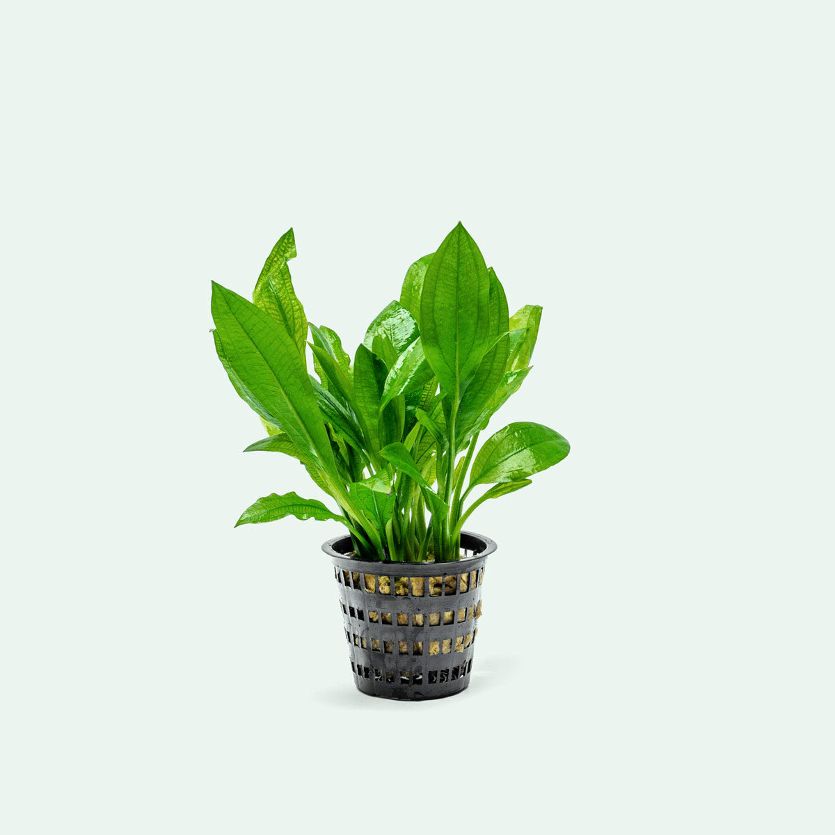 Echinodorus Bleheri Live Aquatic Plant - Amazon Sword Mother Plant for Freshwater Aquariums | Perfect for Fish Tanks, Aquascaping & Water Gardens