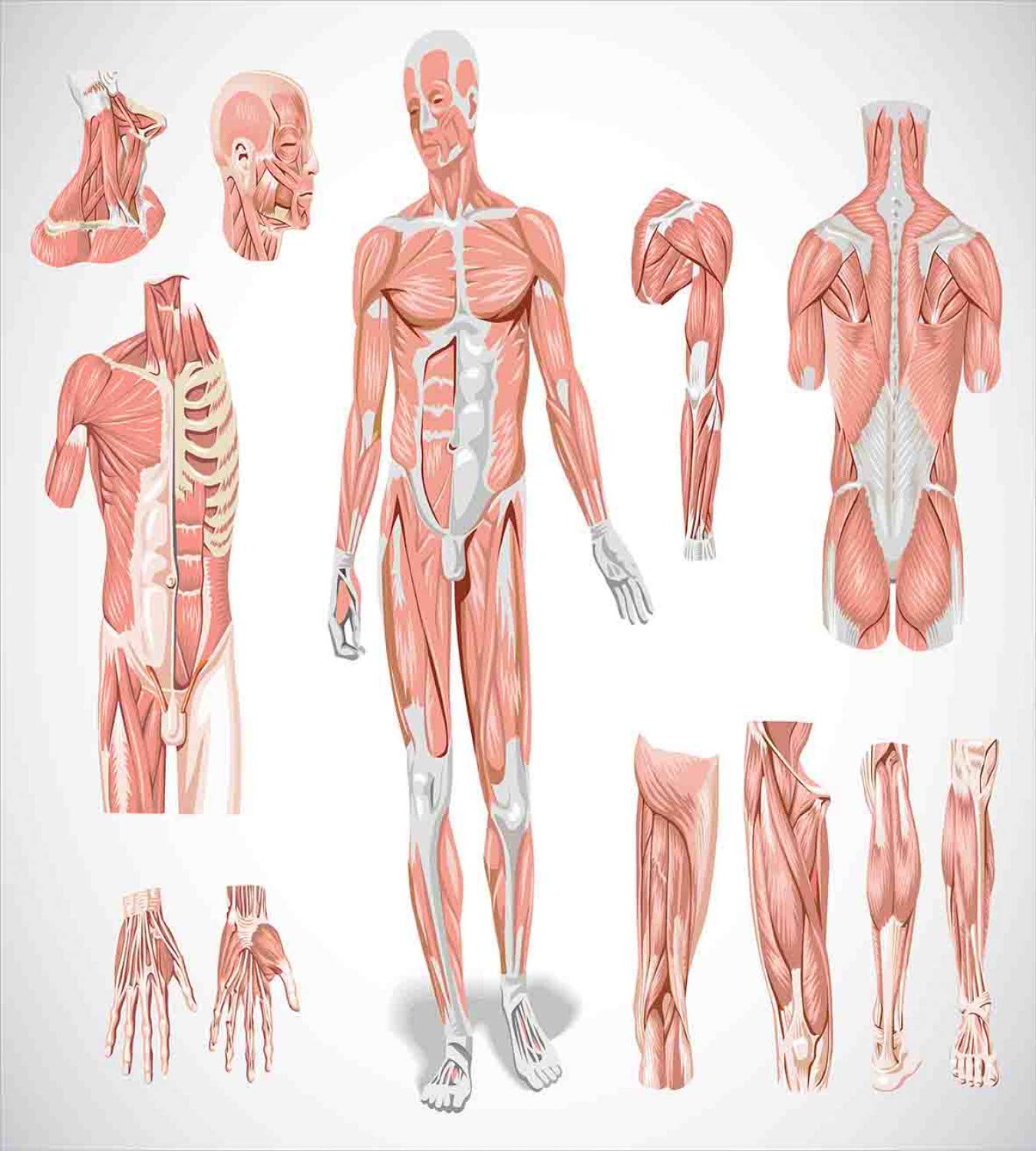 Ambesonne Human Anatomy Duvet Cover Set - Inner Muscle System & Skin Structure Biology Design | 3-Piece King Size Bedding with 2 Pillow Shams in Coral & Grey | Perfect for Medical Students, Science Enthusiasts & Unique Home Decor