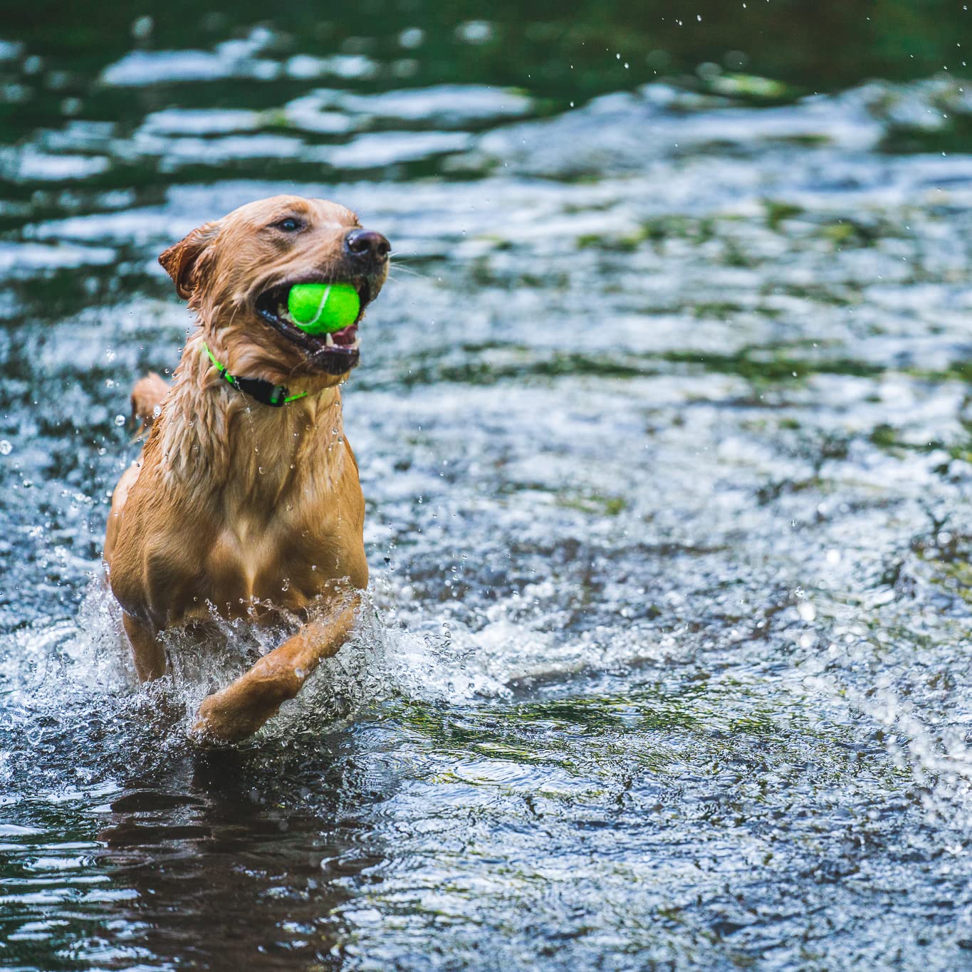 Teal Small Dry Collar for Dogs - Waterproof & Comfortable Pet Neck Protector for Bathing, Grooming, and Outdoor Adventures