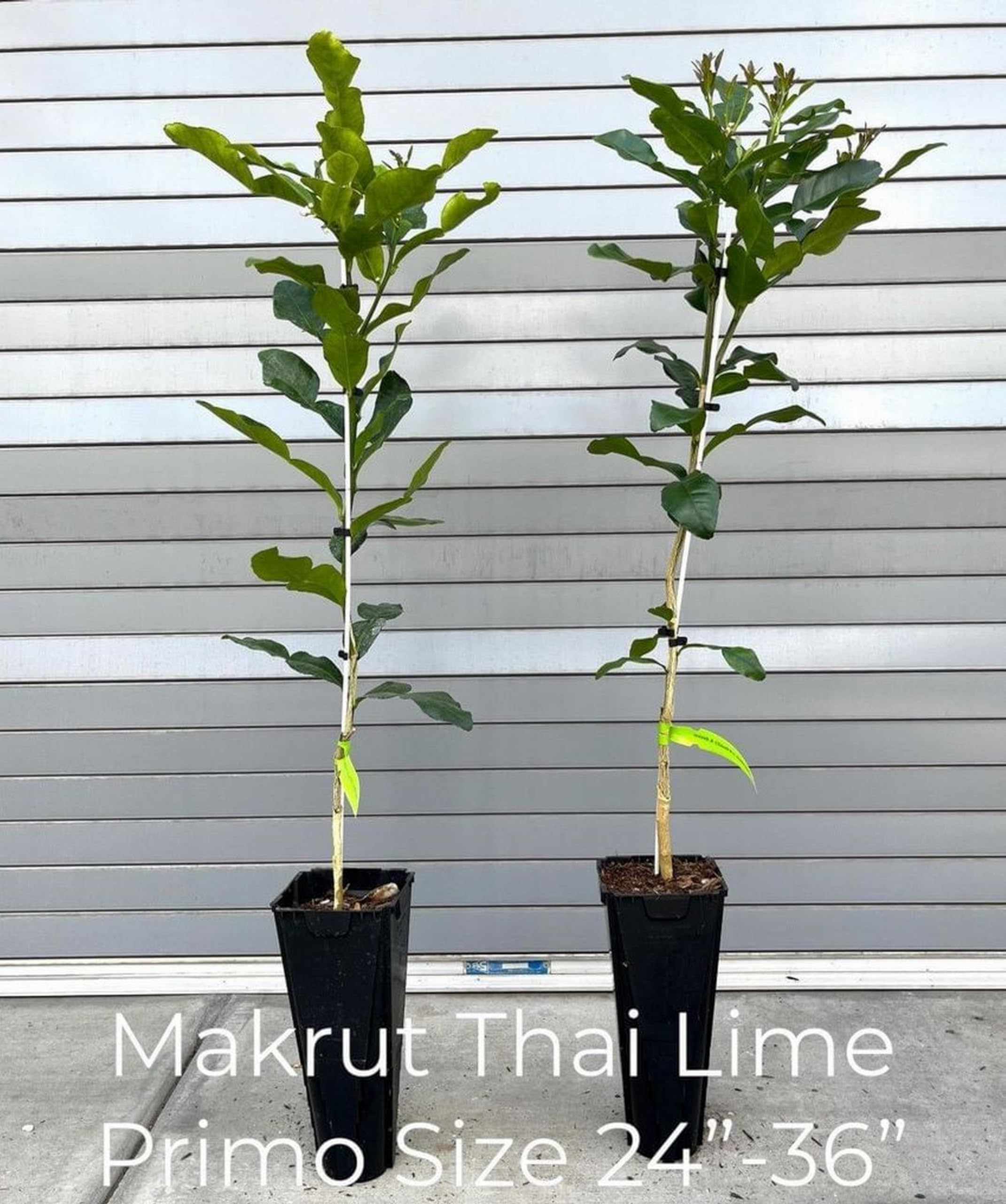 Grafted Semi-Dwarf Kaffir Lime Tree (Thai Makrut) - Fresh Citrus for Thai Cooking, Cocktails & Home Gardening