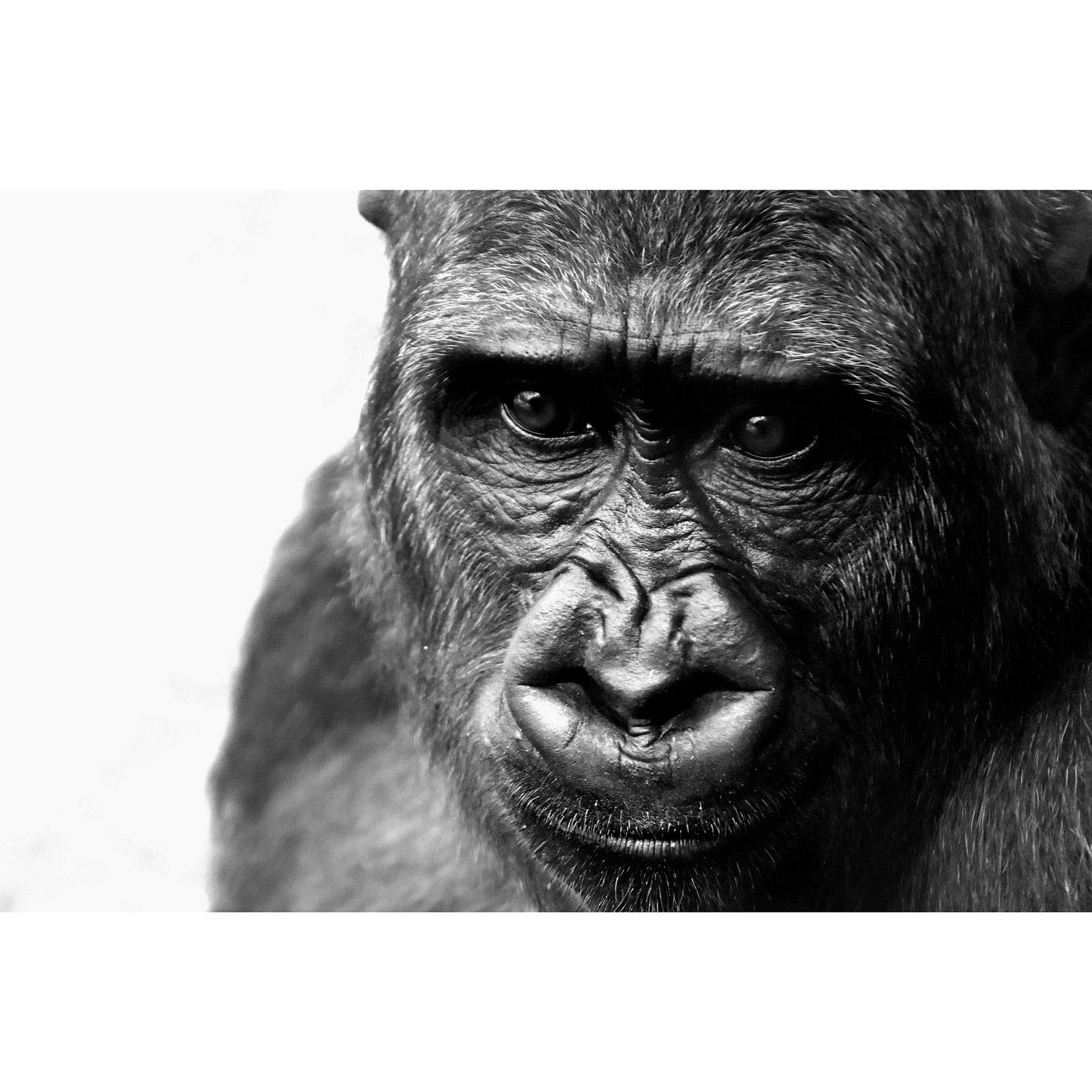 Premium 1000-6000 Piece Gorilla Black & White Jigsaw Puzzle for Adults & Teens - Challenging Large Puzzle Game Artwork - Perfect for Family Game Night, Home Decor & Stress Relief