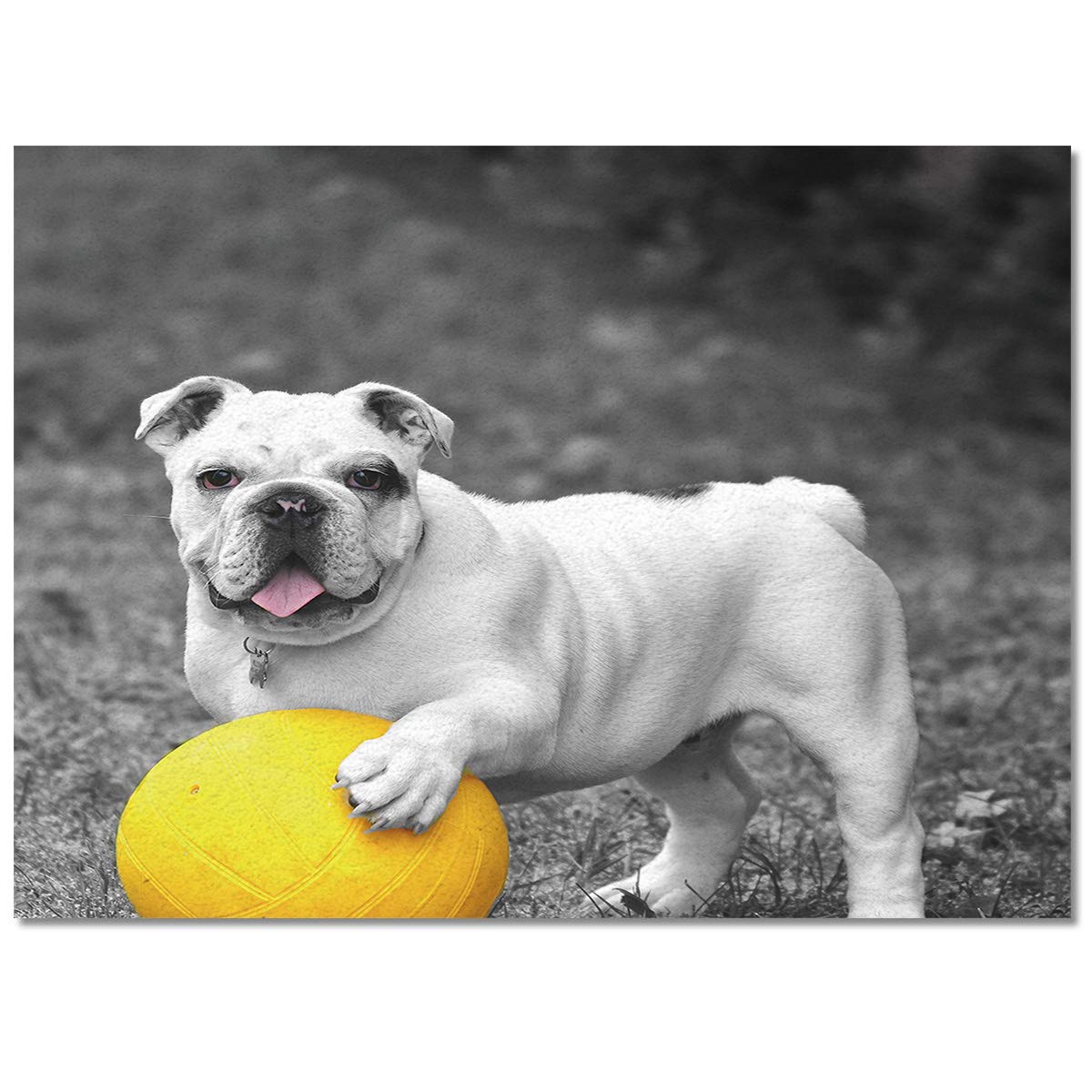 French Bulldog Yellow Ball Grey Background Washable Area Runner Rug 3'x5' - Non-Slip Indoor Outdoor Carpet for Kitchen, Living Room, Bathroom, Bedroom, Classroom & Laundry Room - Perfect as Doormat, Welcome Mat or Desk Floor Mat
