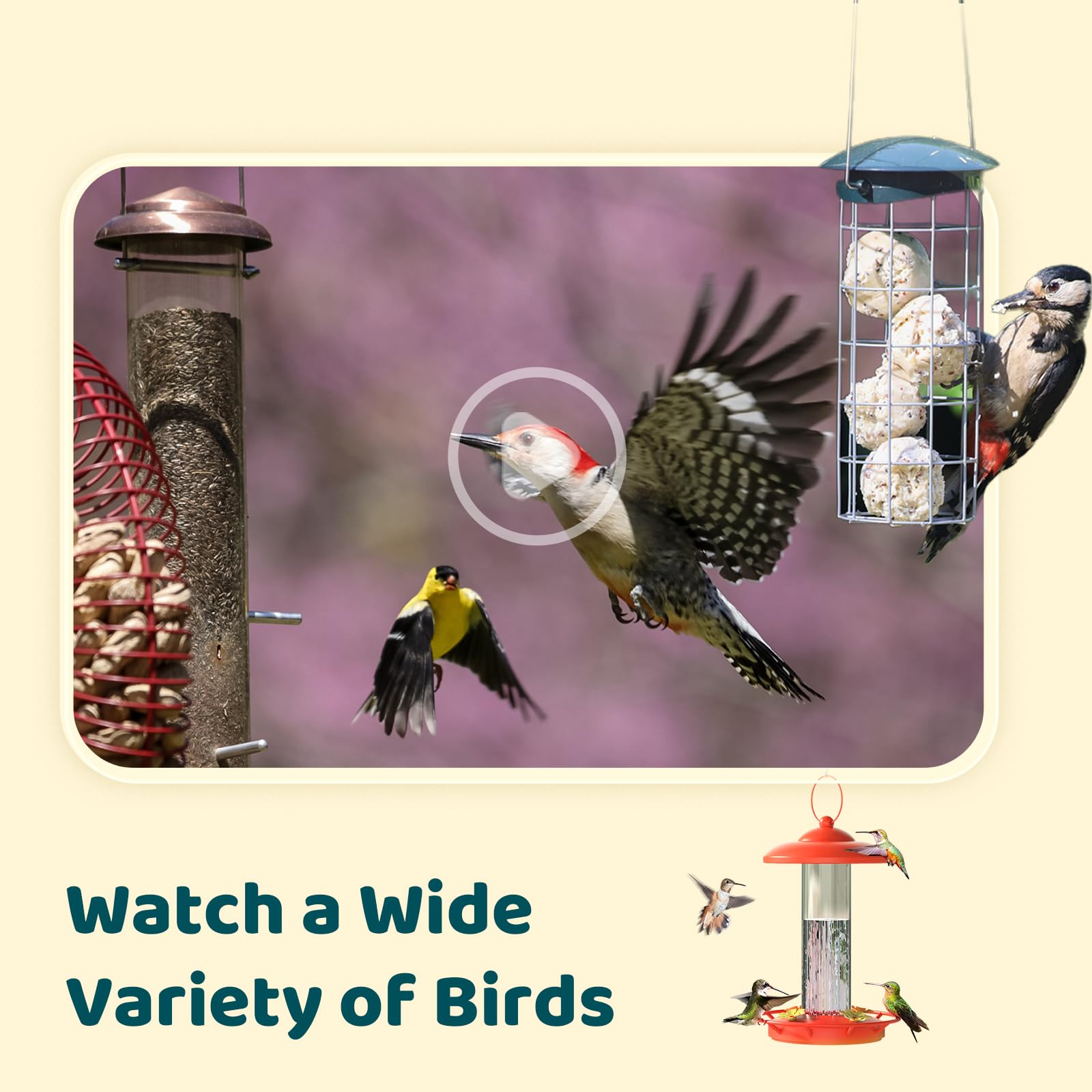 NETVUE by Birdfy Upgraded Smart Bird Feeder Camera with Solar Power - Auto Bird Video Capture, AI Identifies 6000+ Species, Instant Phone Notifications - Perfect for Backyard Bird Watching & Wildlife Monitoring