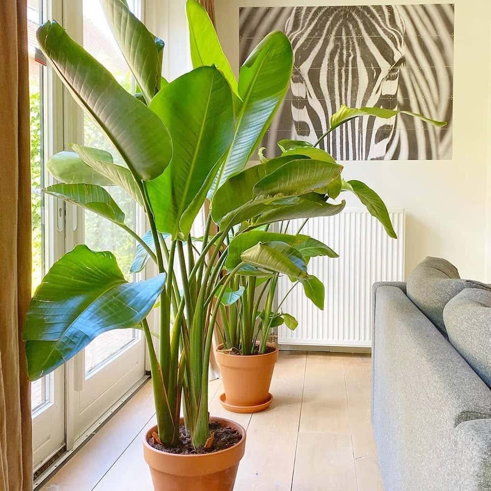 White Bird of Paradise Live Plants (Strelitzia Nicolai) - 30 Pack Tropical Rare Foliage Specimen for Indoor/Outdoor Decor, Office & Garden Landscaping