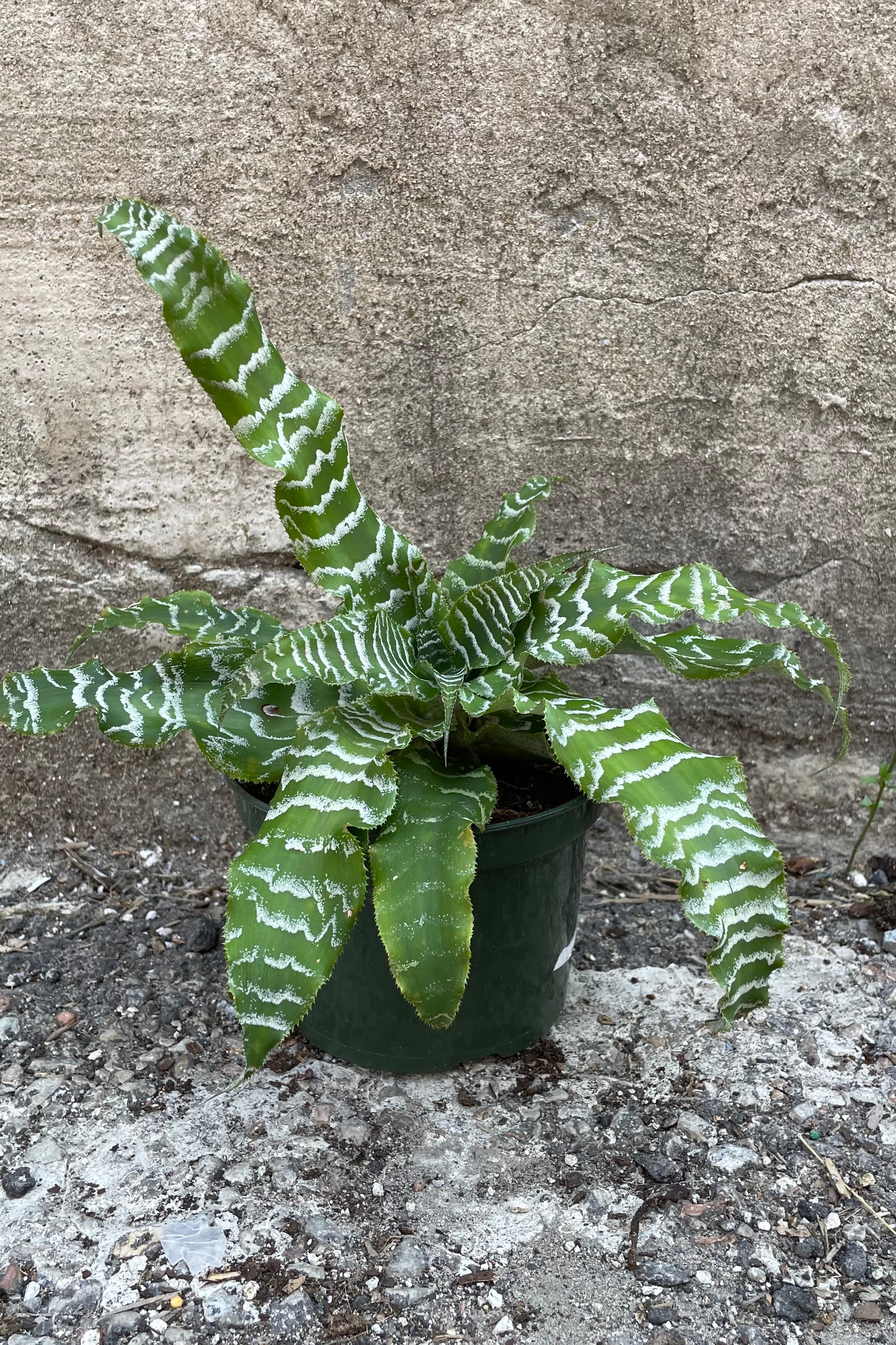 Cryptanthus 'Betty' - 5 Pack Live Air Plants for Home Decor, Office & Terrarium | Easy Care Indoor Plants for Gifts & Housewarming