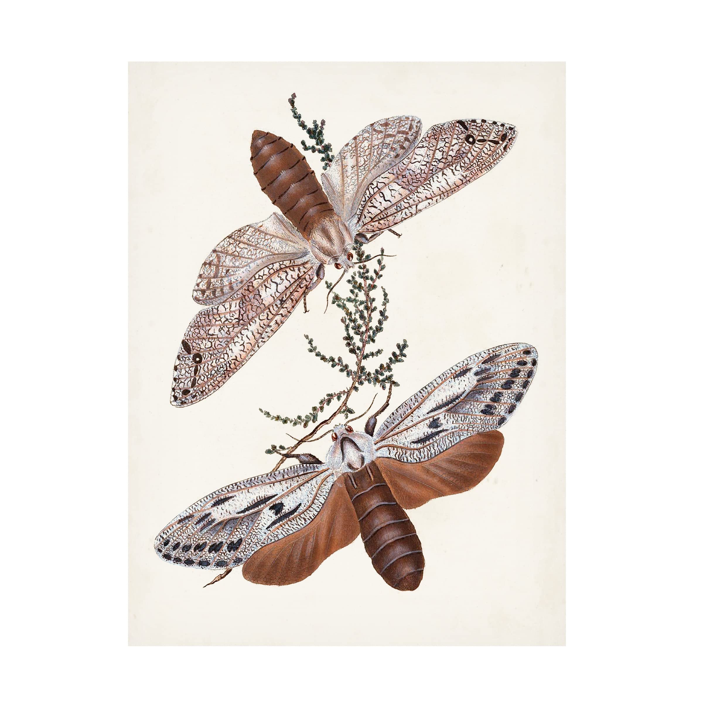 Trademark Fine Art 'Butterflies And Moths V' Canvas Wall Art Print - Vintage Insect Decor for Living Room, Bedroom & Office
